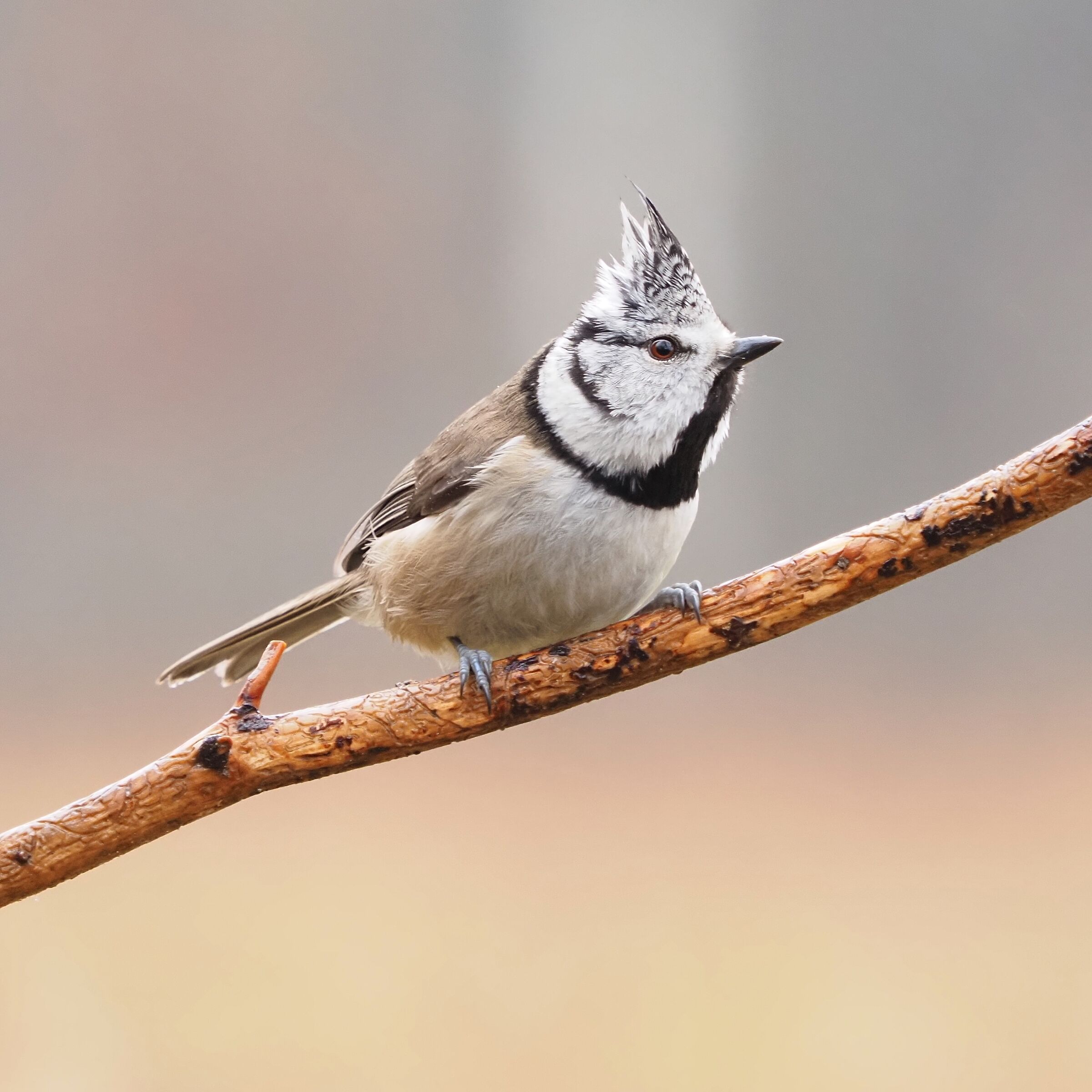 Crested Tit ...