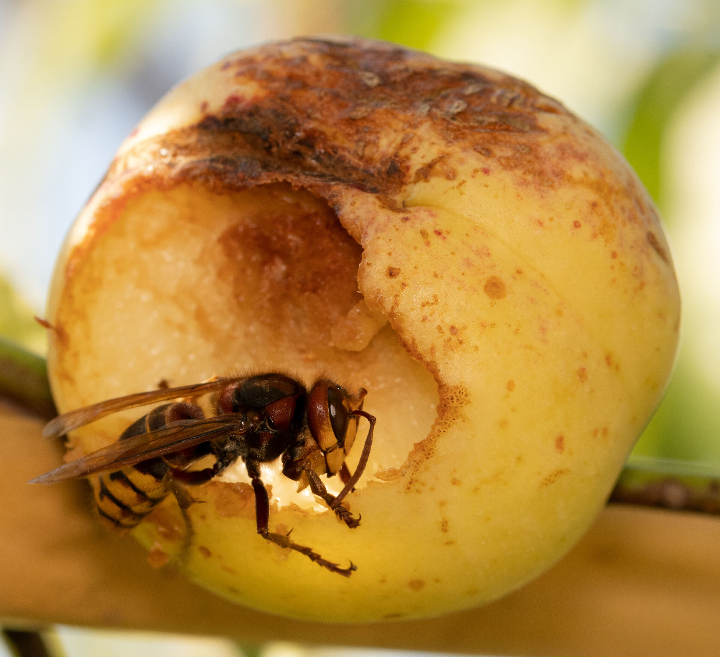 Hornet Vespa crabro eats peach 10/08/2021...