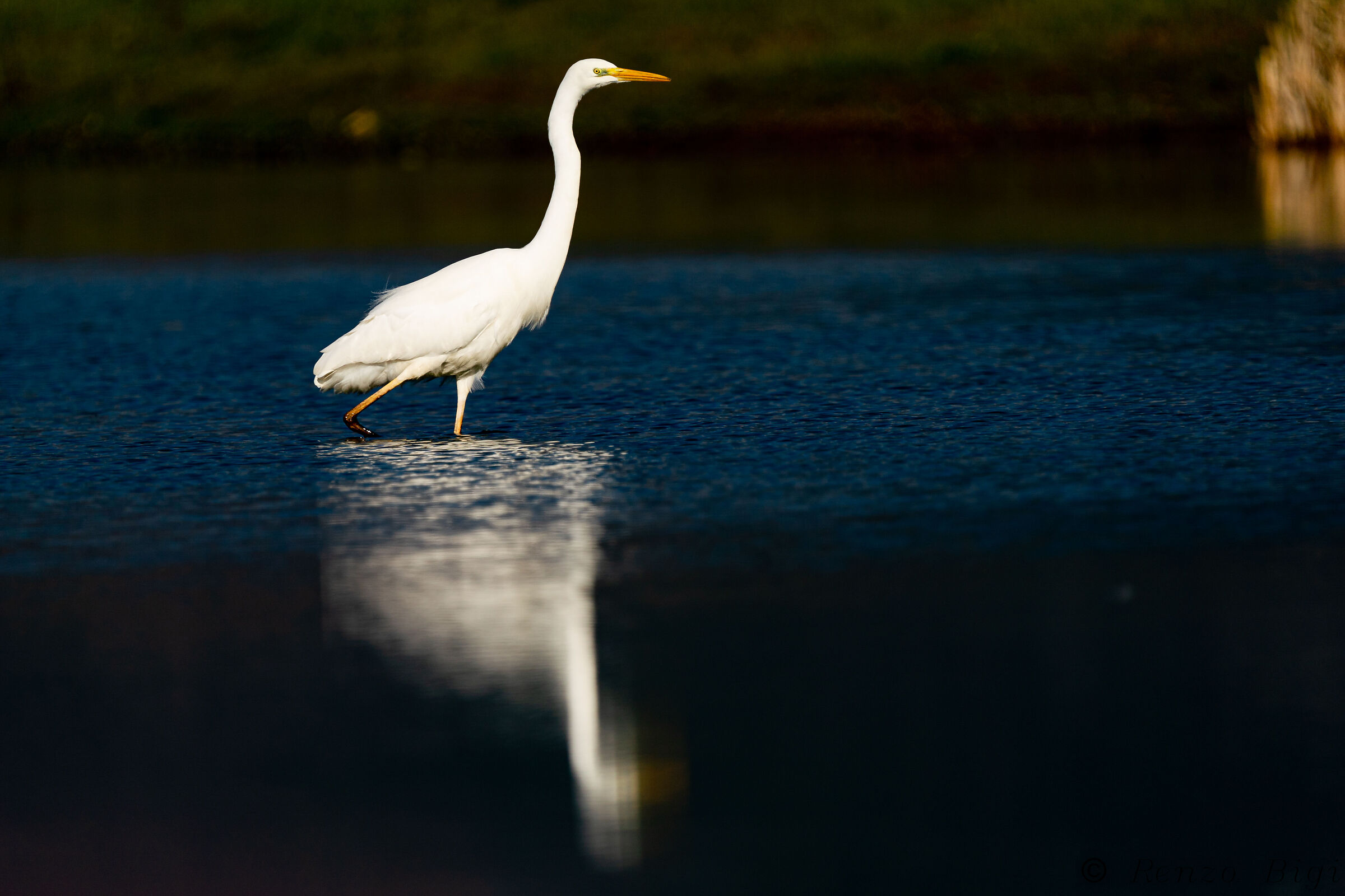 Great white heron...