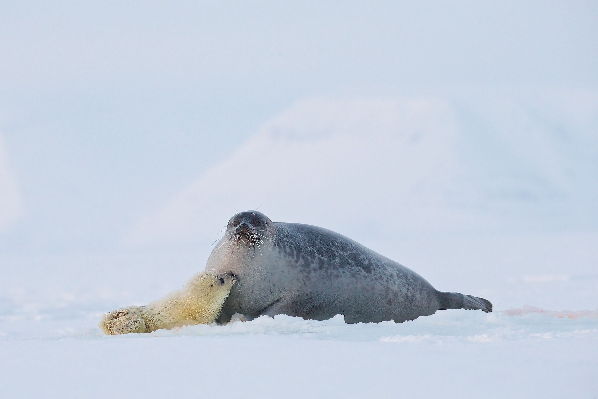 Mom's love - ringed seal...