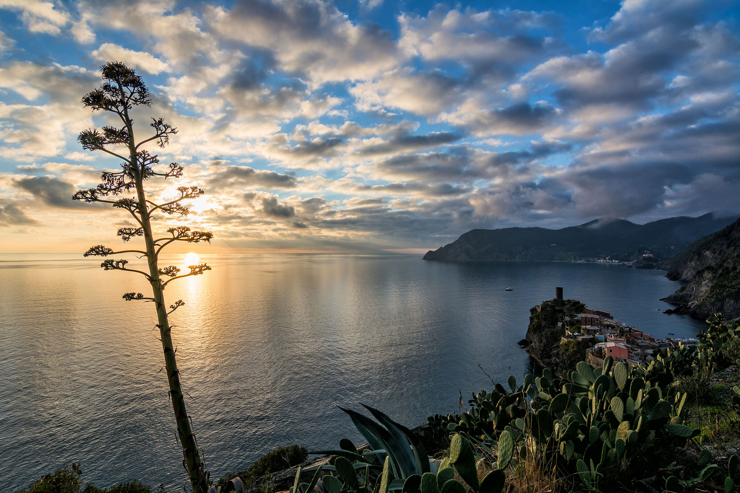 The agave of Vernazza...
