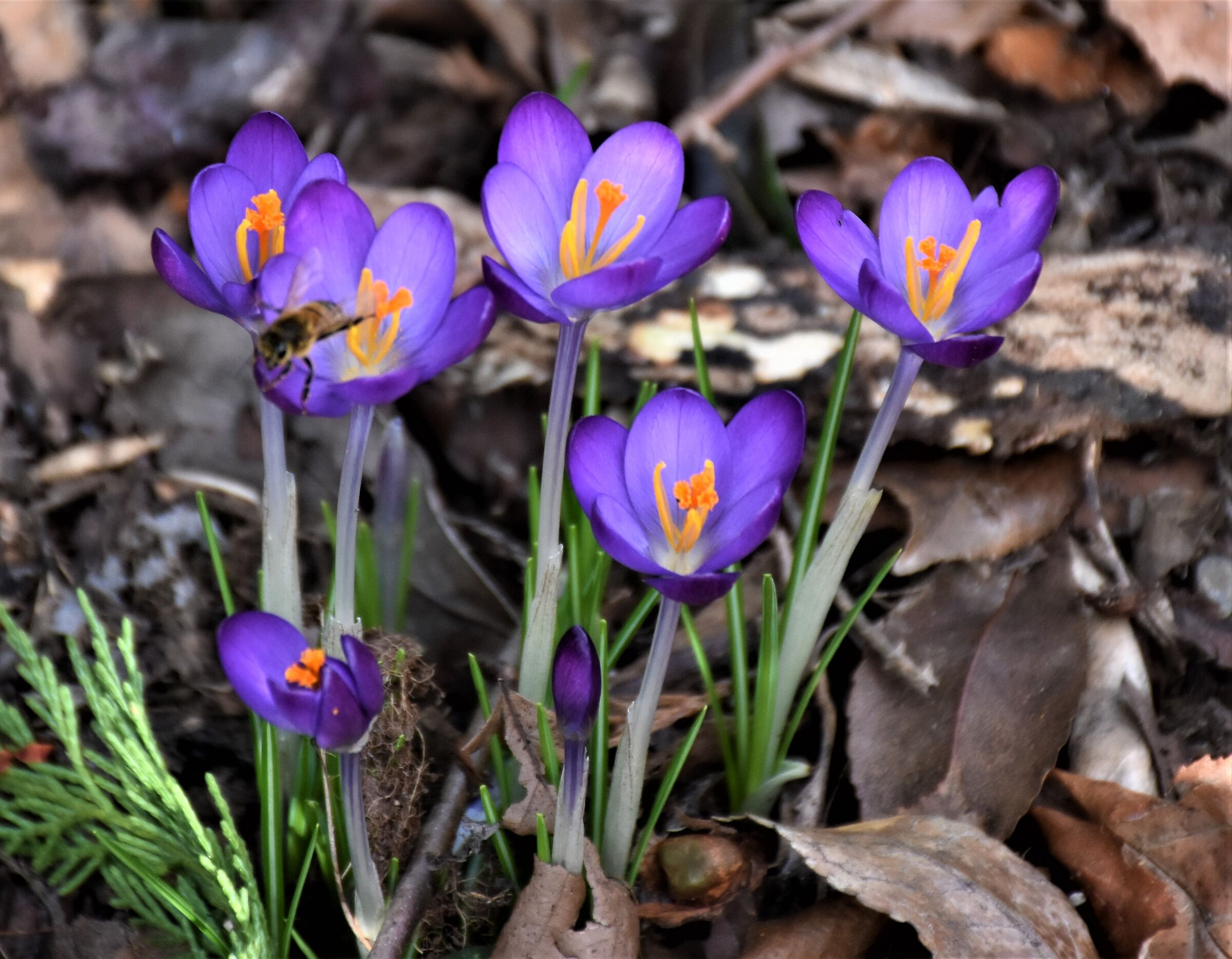 The first crocuses ...