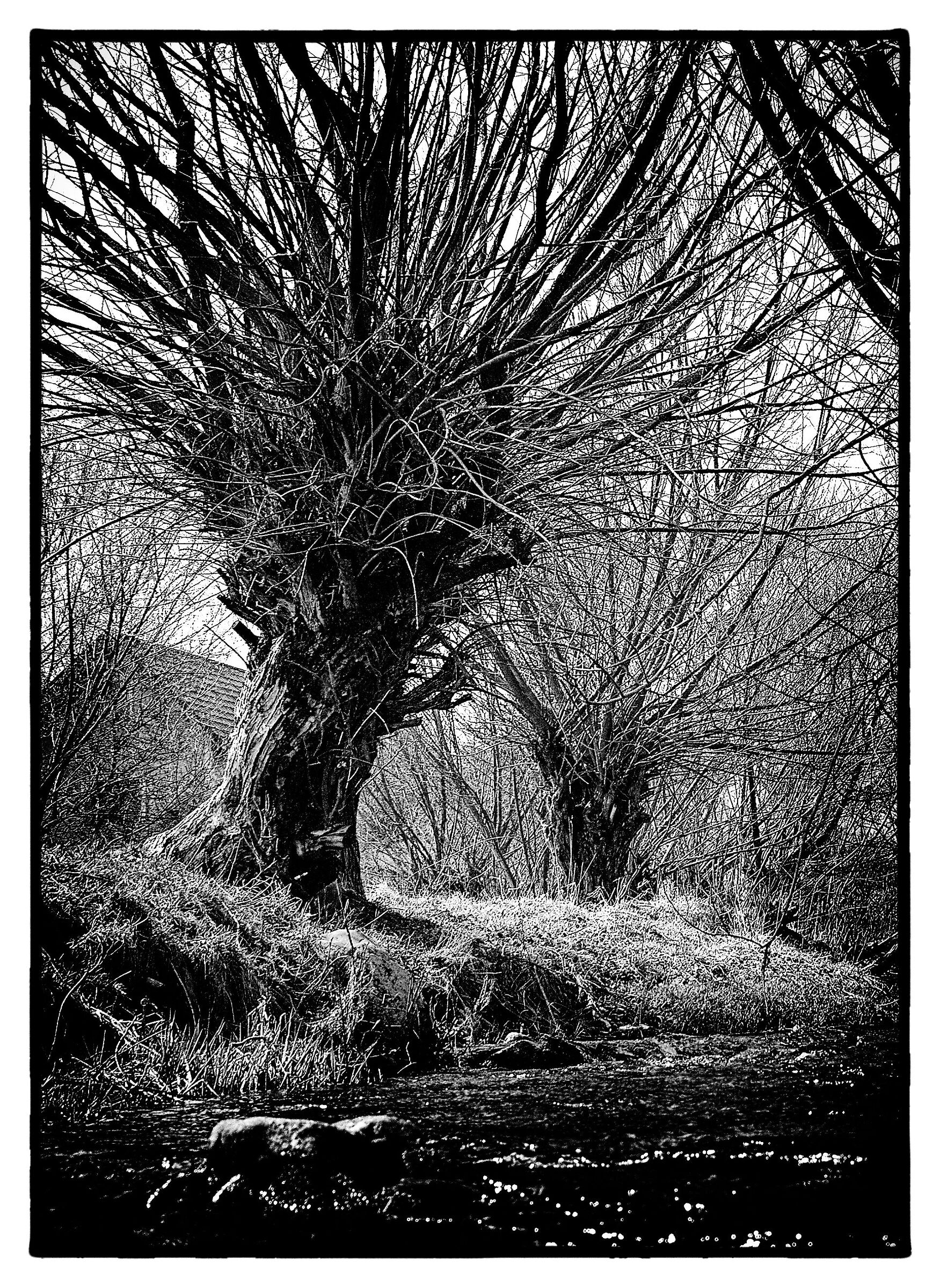 Willow - black and white...