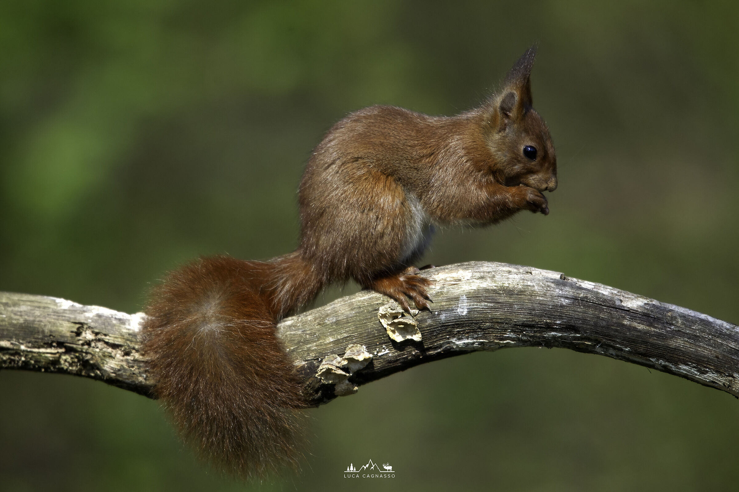 Red squirrel on branch...