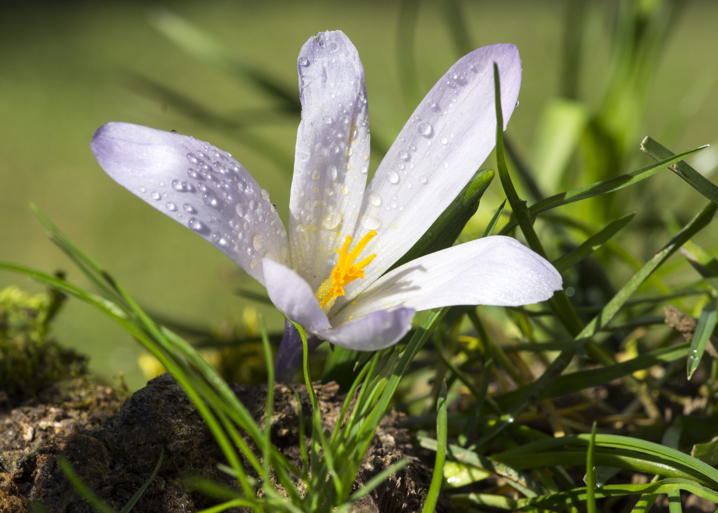 Crocus...