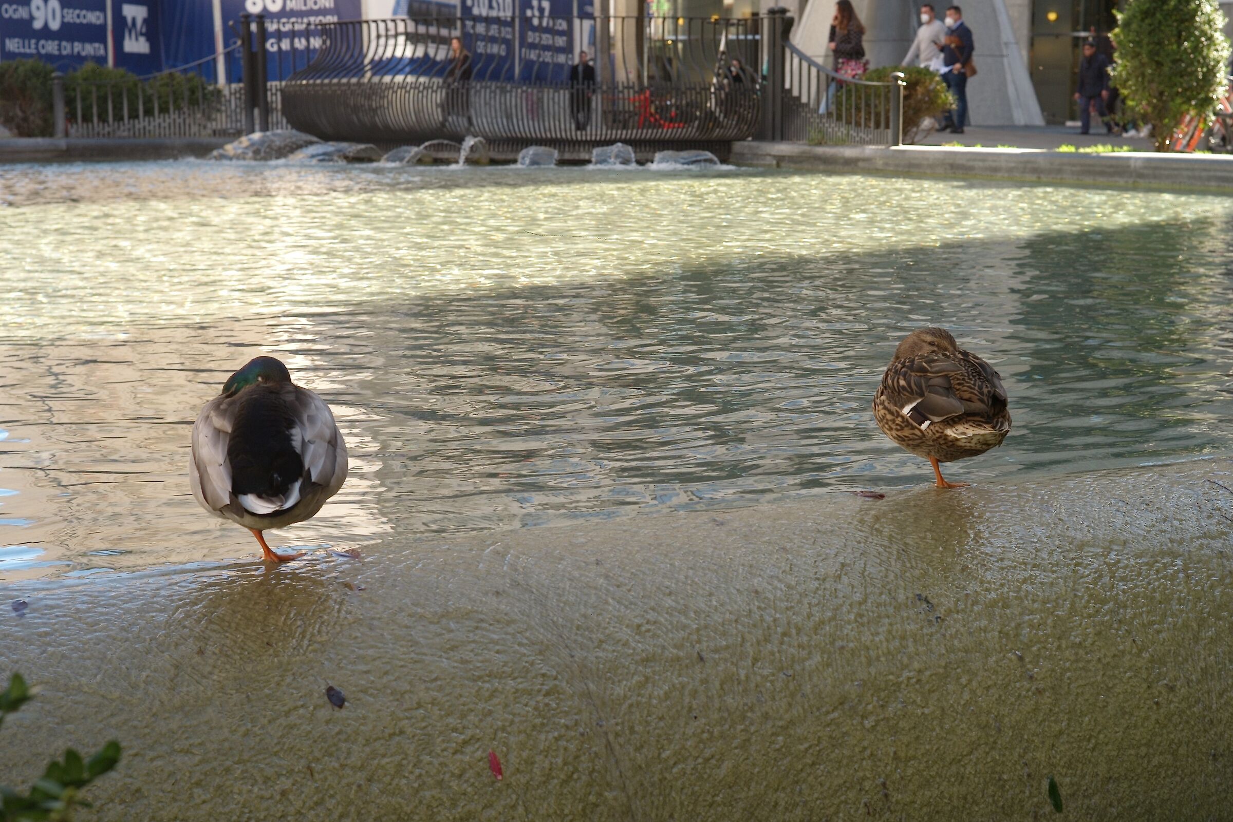 Ducks in Piazza San Babila????...