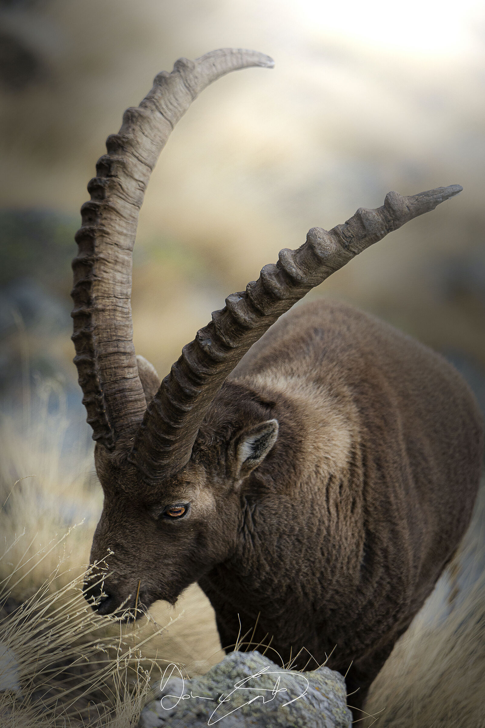 The ibex of the Alps (Capra ibex)*...