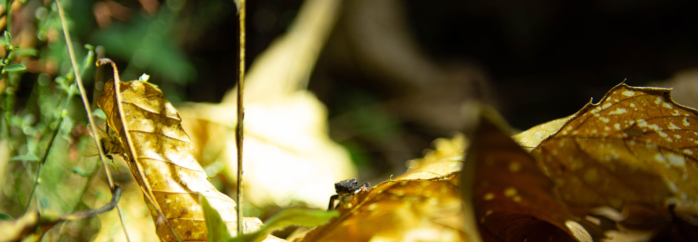 Salamandrina curiosa...