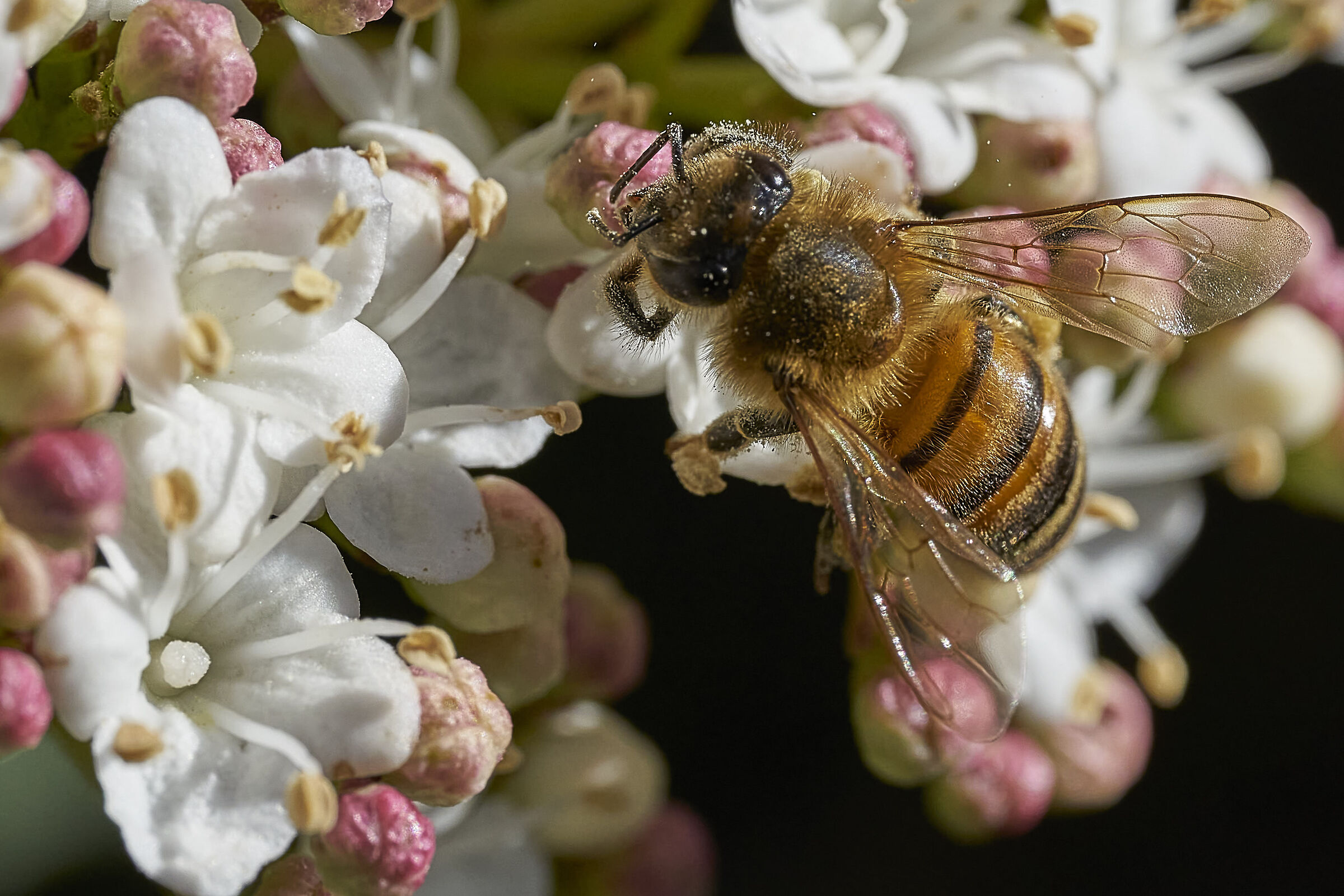 Pollinate...