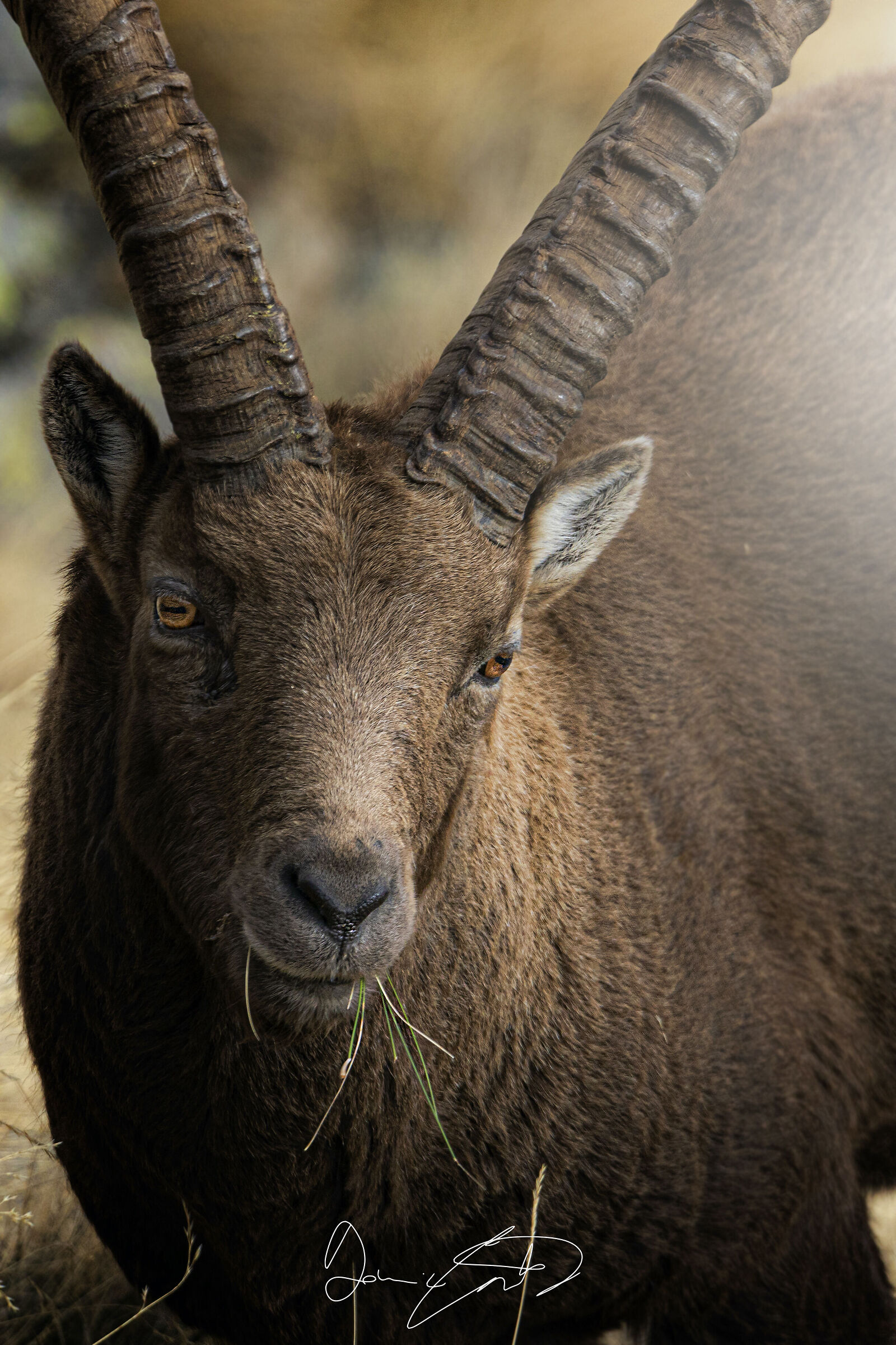 The ibex of the Alps (Capra ibex)*...