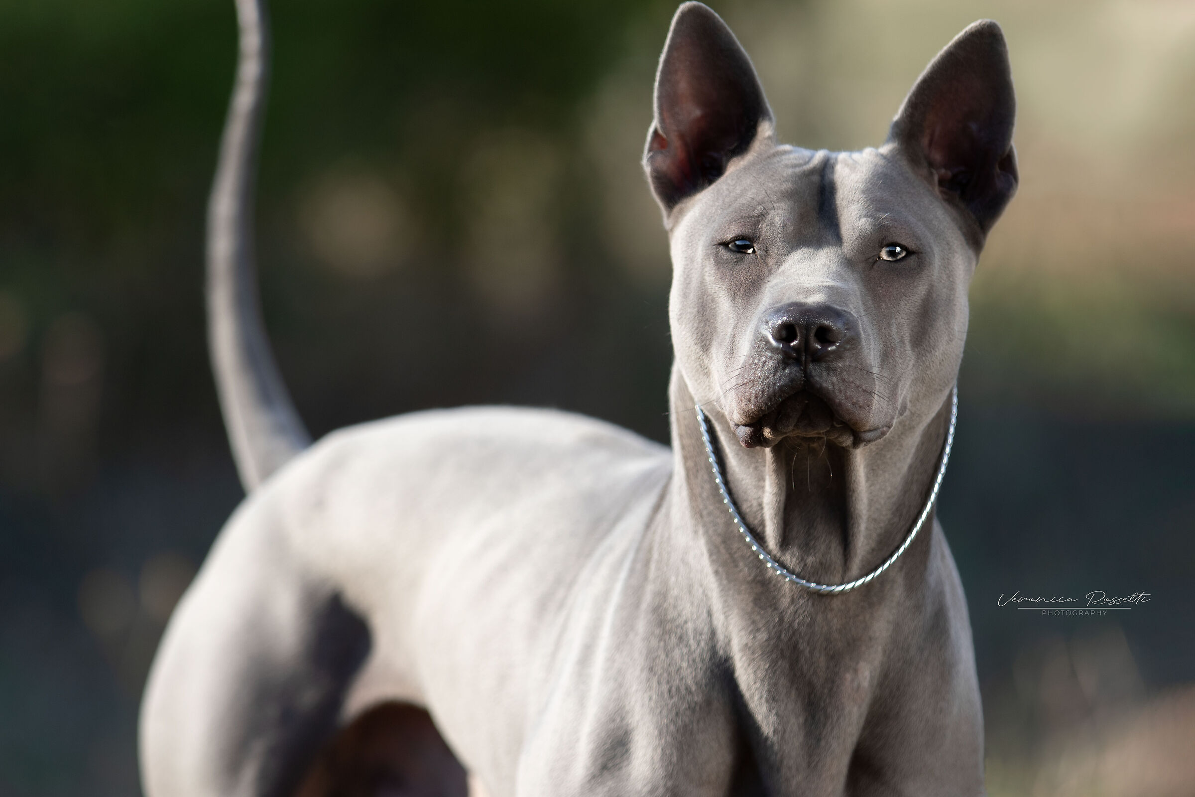 Thai Ridgeback Dog UK...