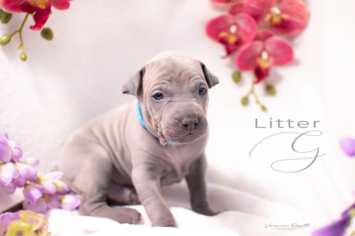 Thai Ridgeback Dog UK...