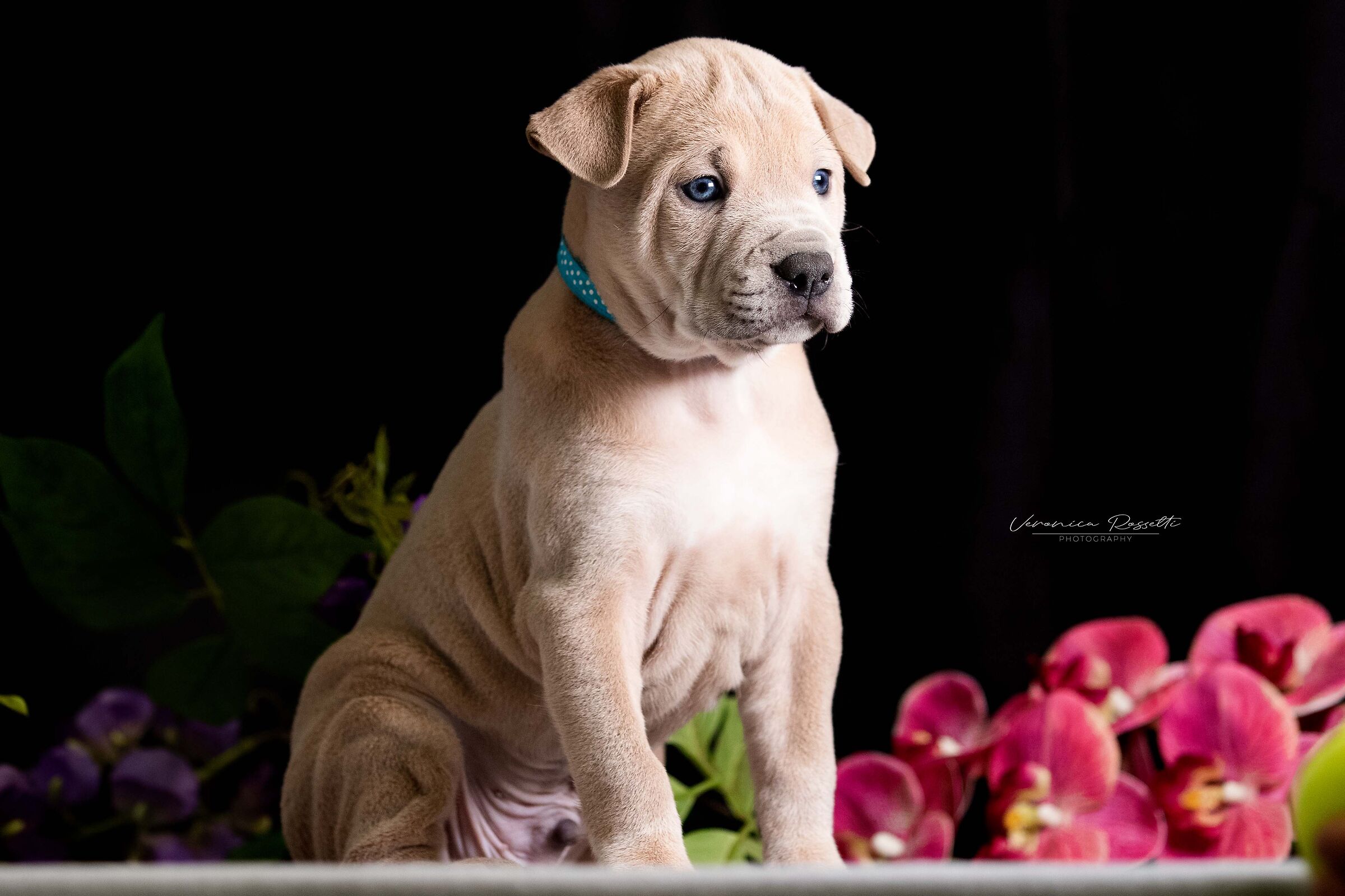 Thai Ridgeback Dog UK...