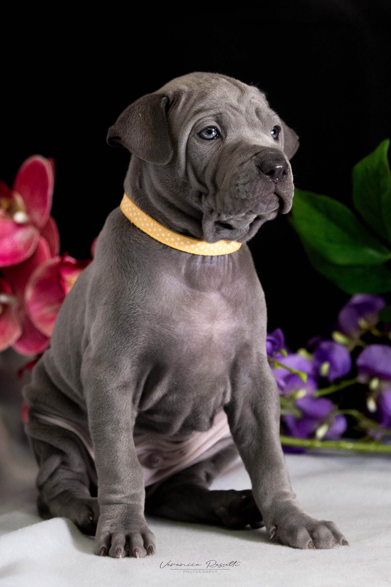 Thai Ridgeback Dog UK...