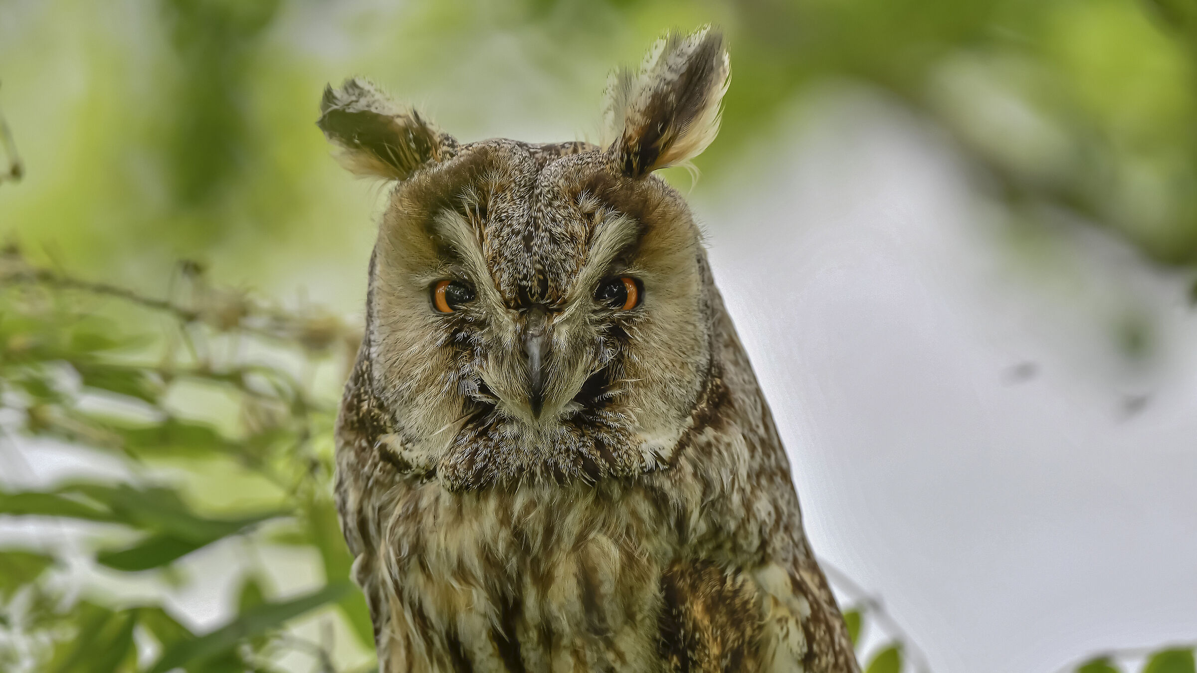 Long-eared owl. ambushed ...