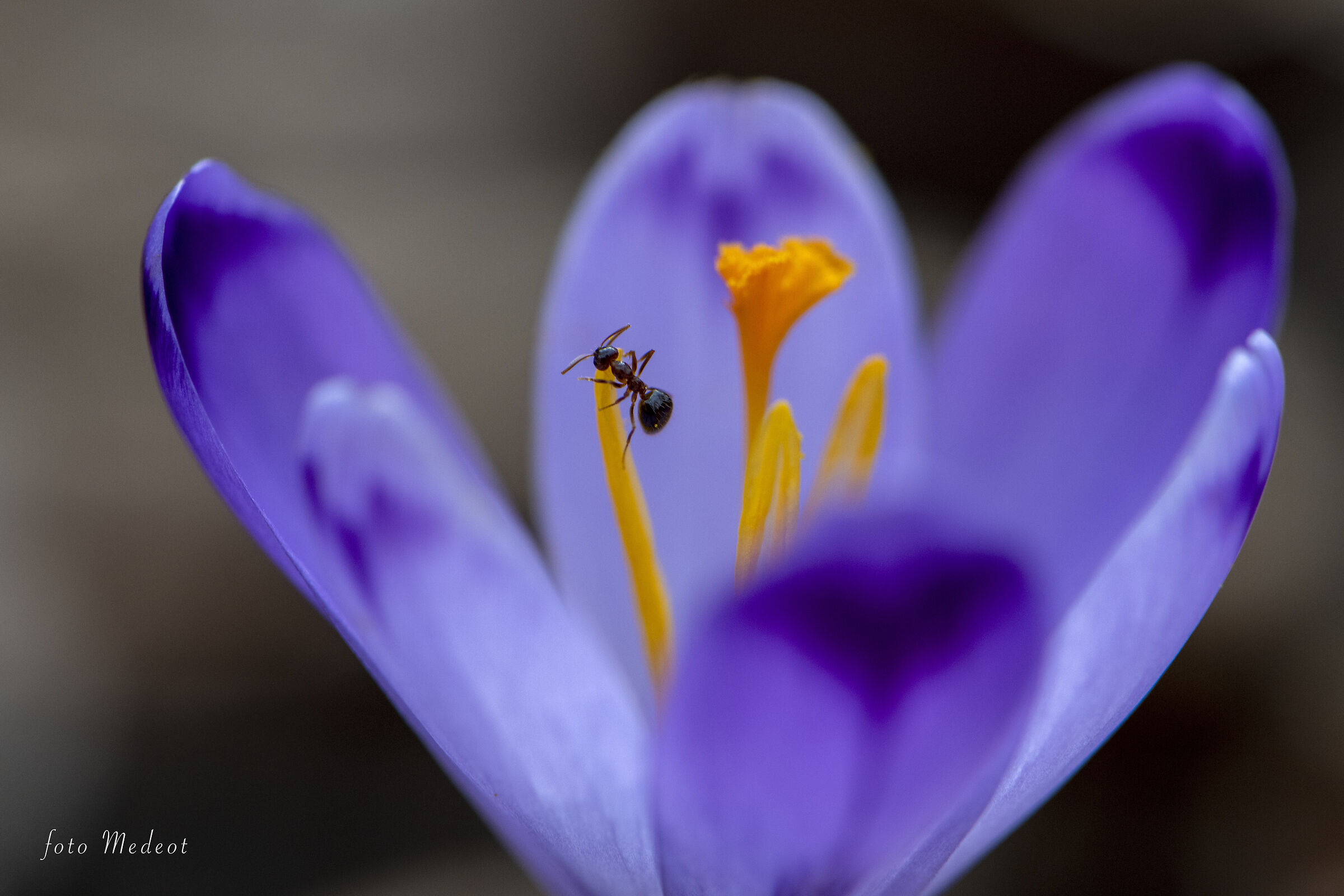The ant on the Crocus...