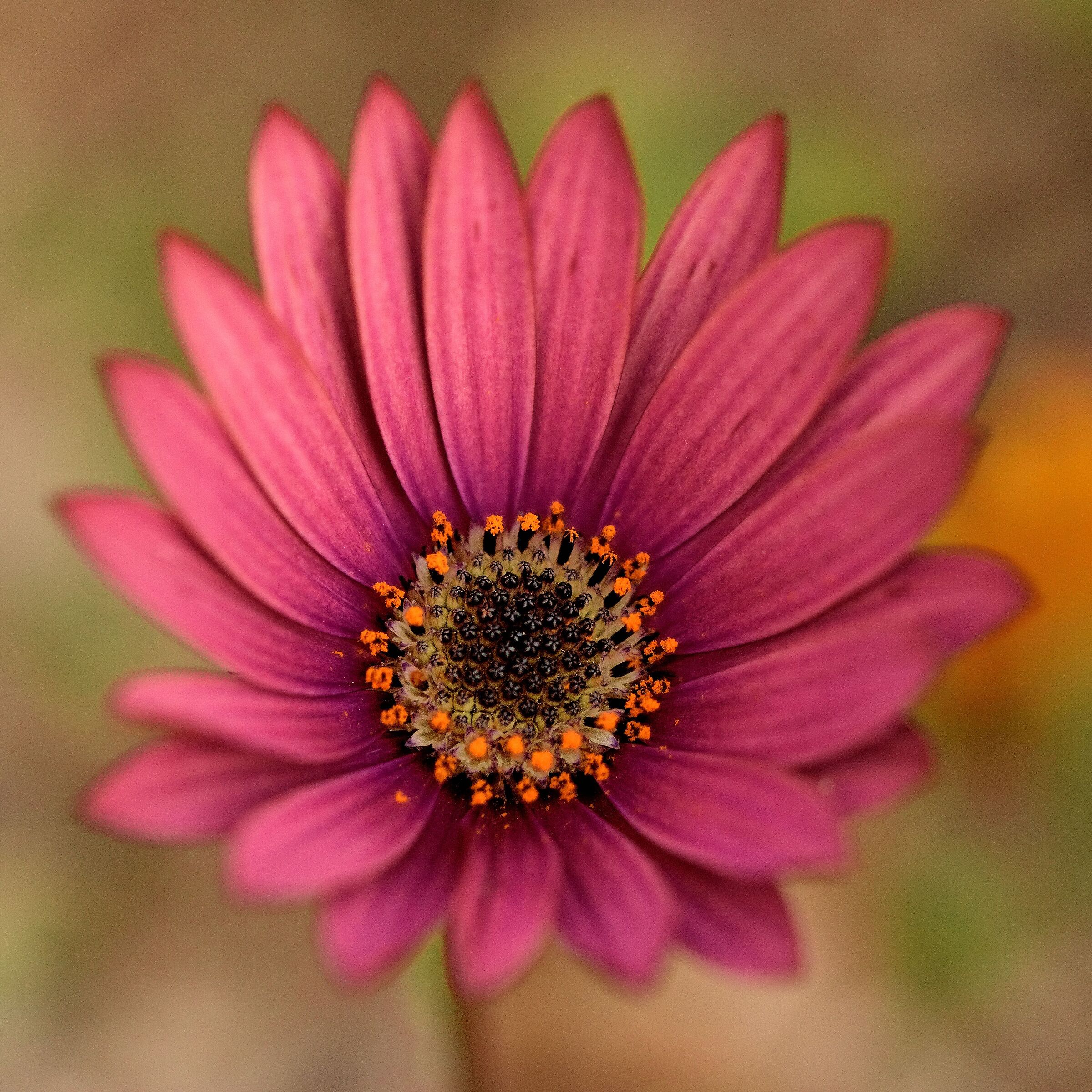 Purple flower...