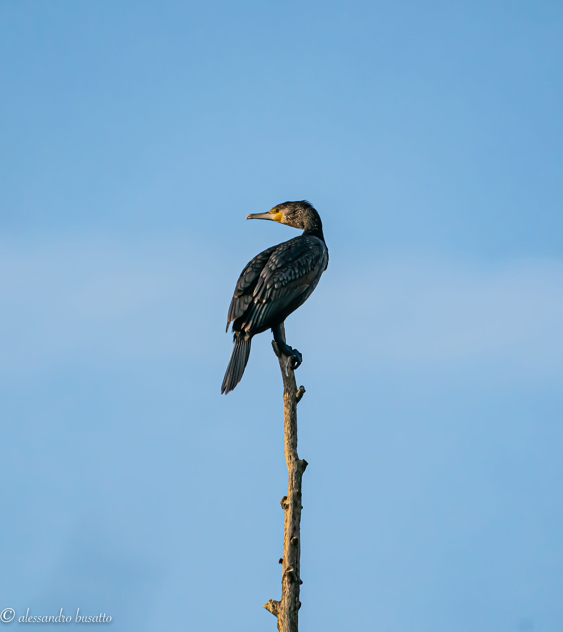 Lookout cormorant...