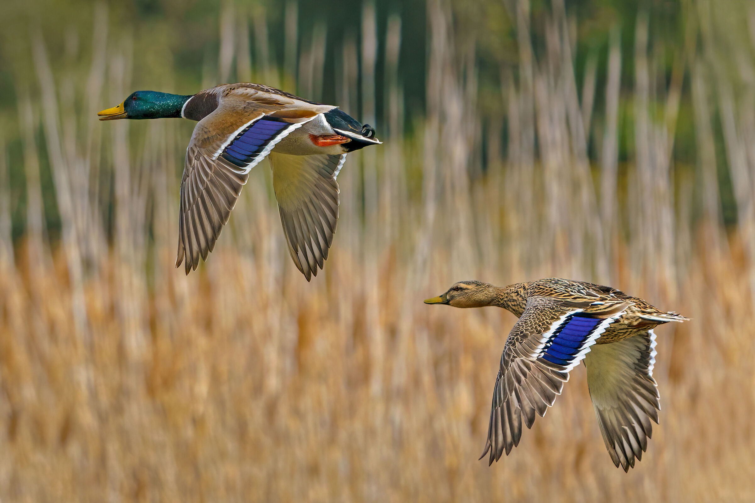 Ducks in flight ...