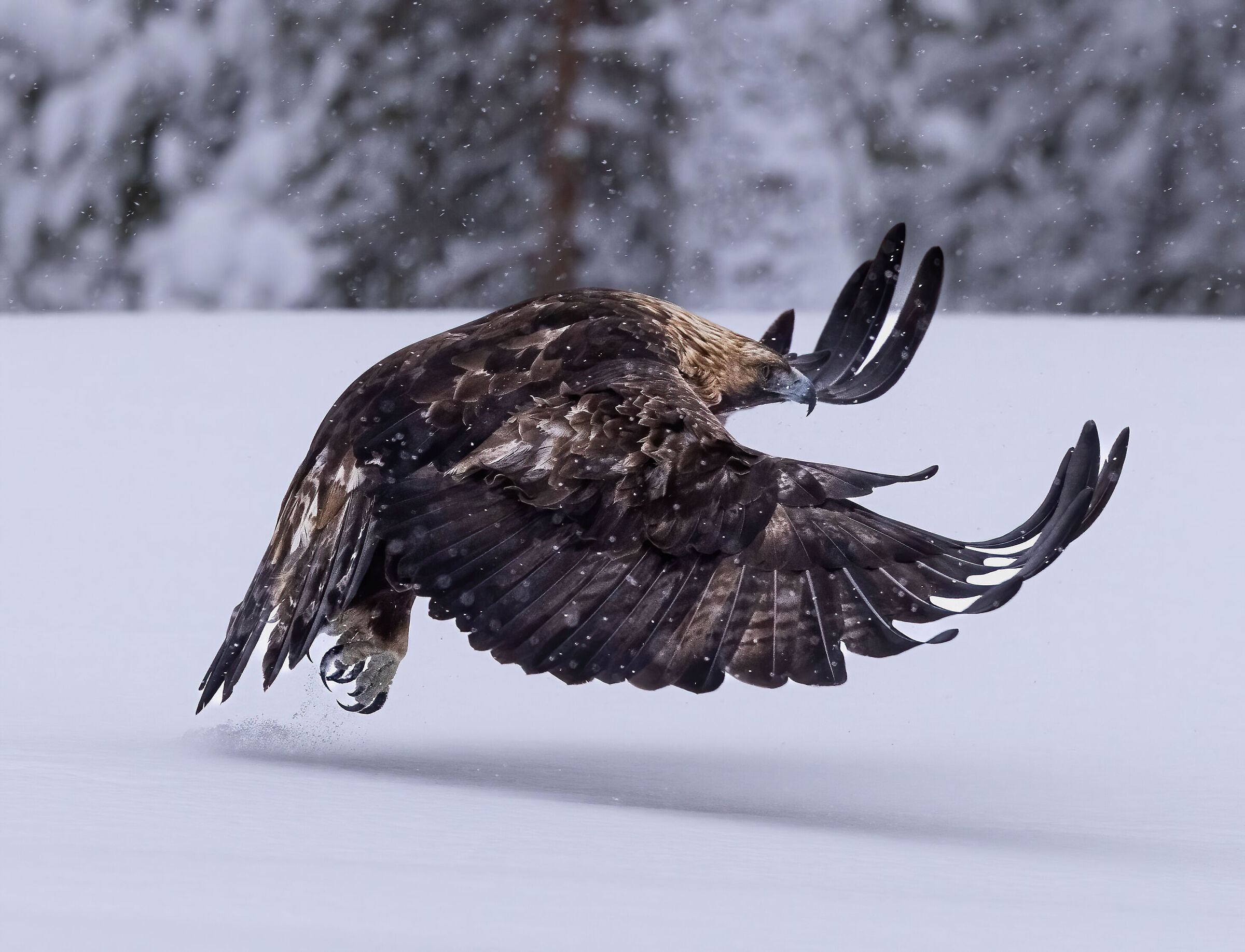 Aquila reale sulla neve...