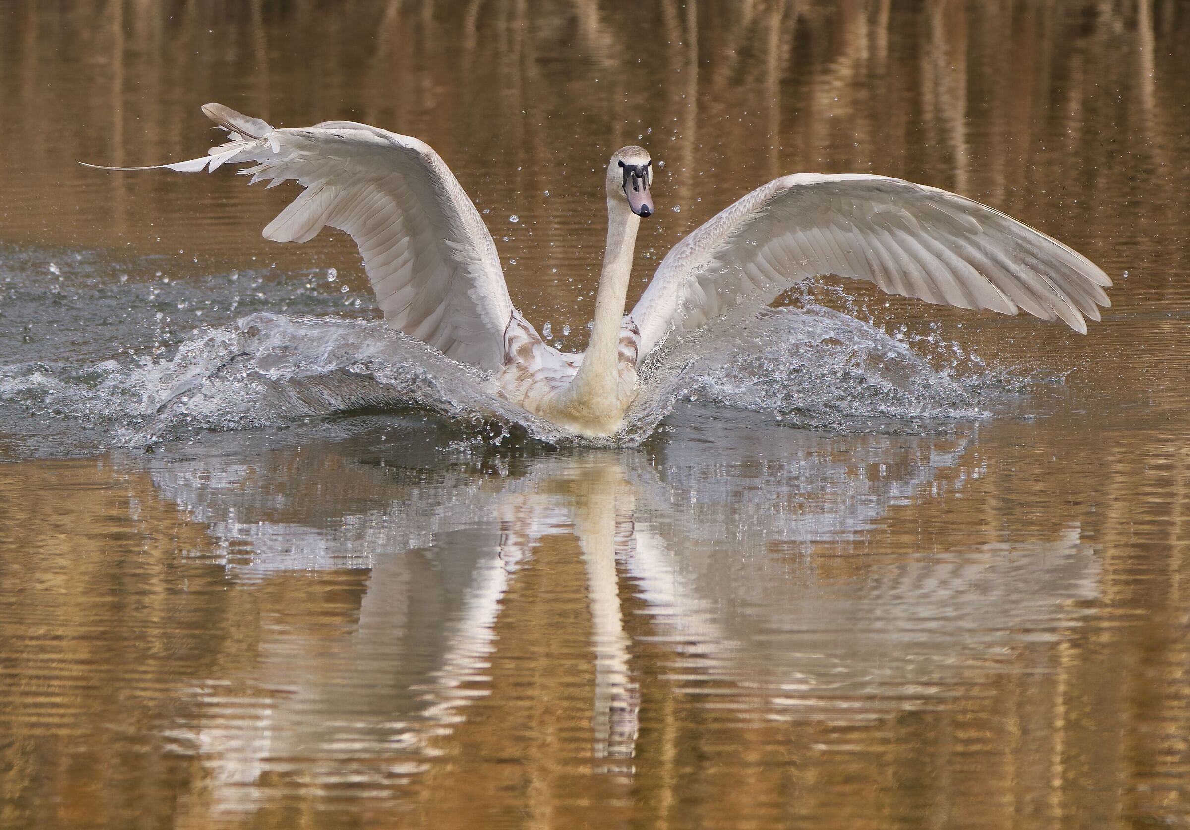 The spectacular landing of the swan ...