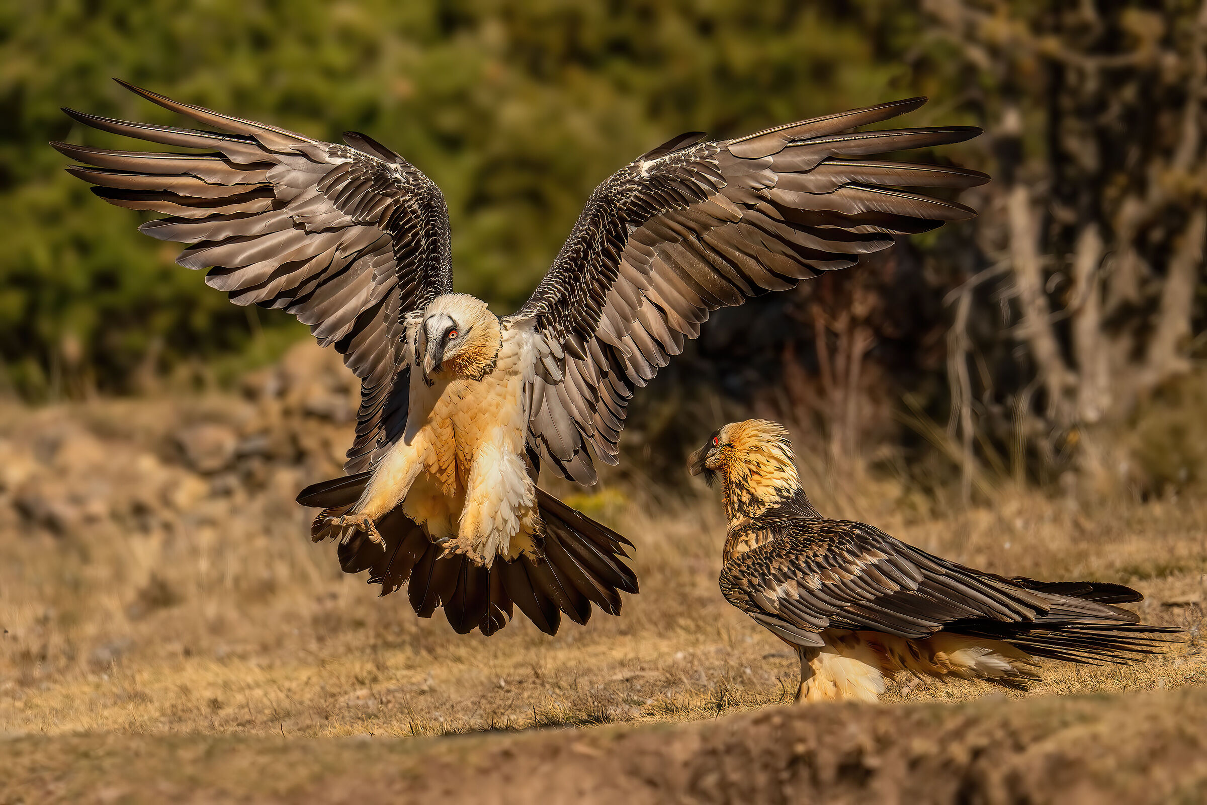 Adult bearded vultures...