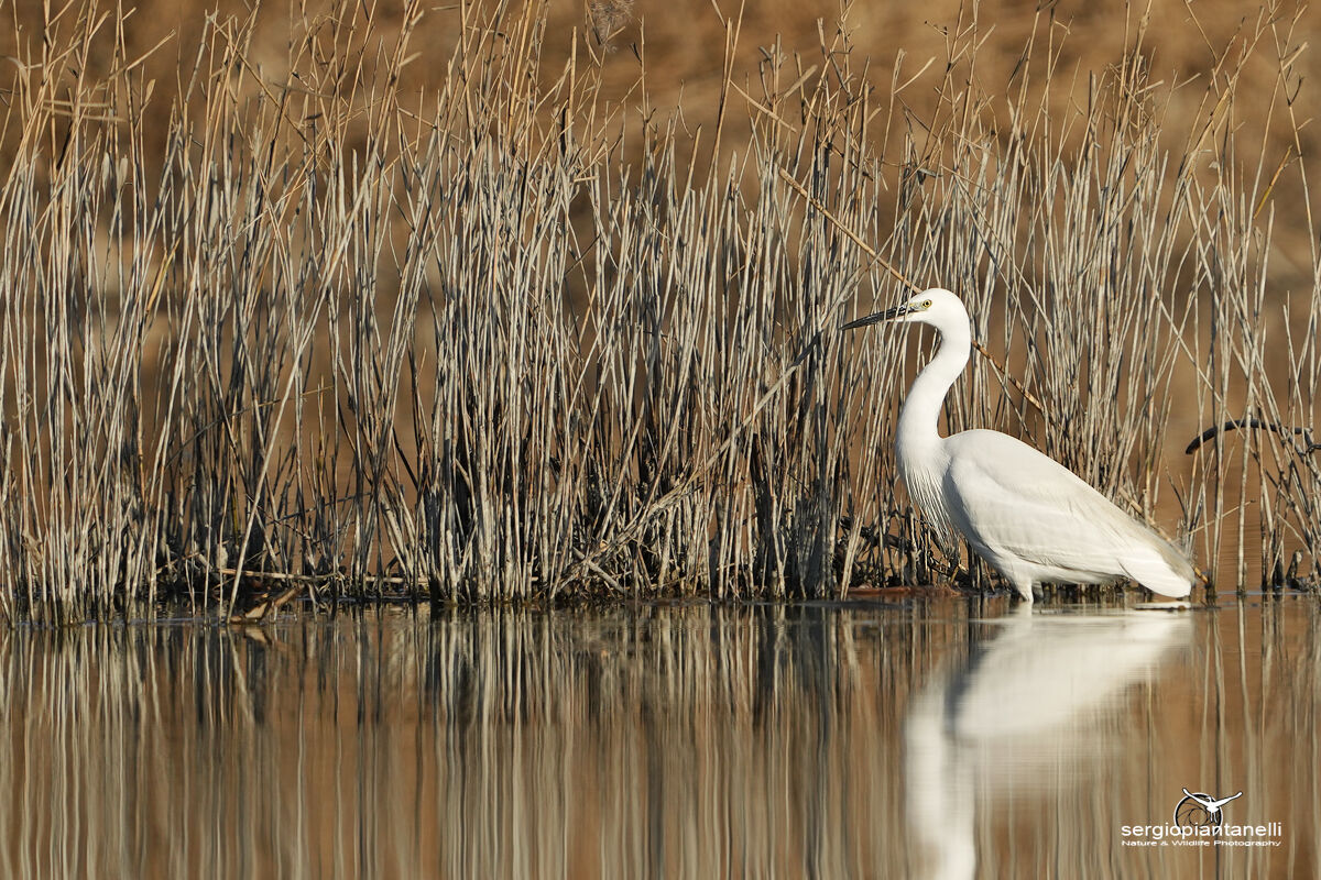 Egret in the reeds...