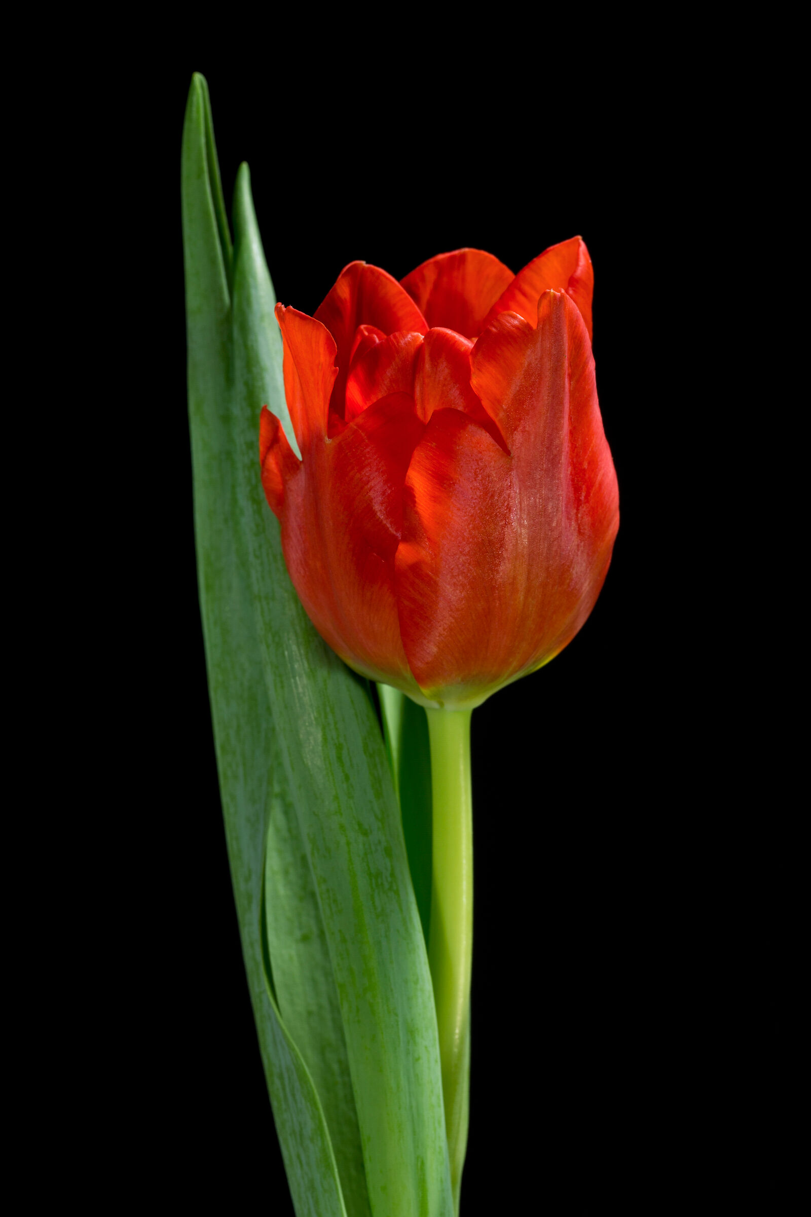 Tulips Time...