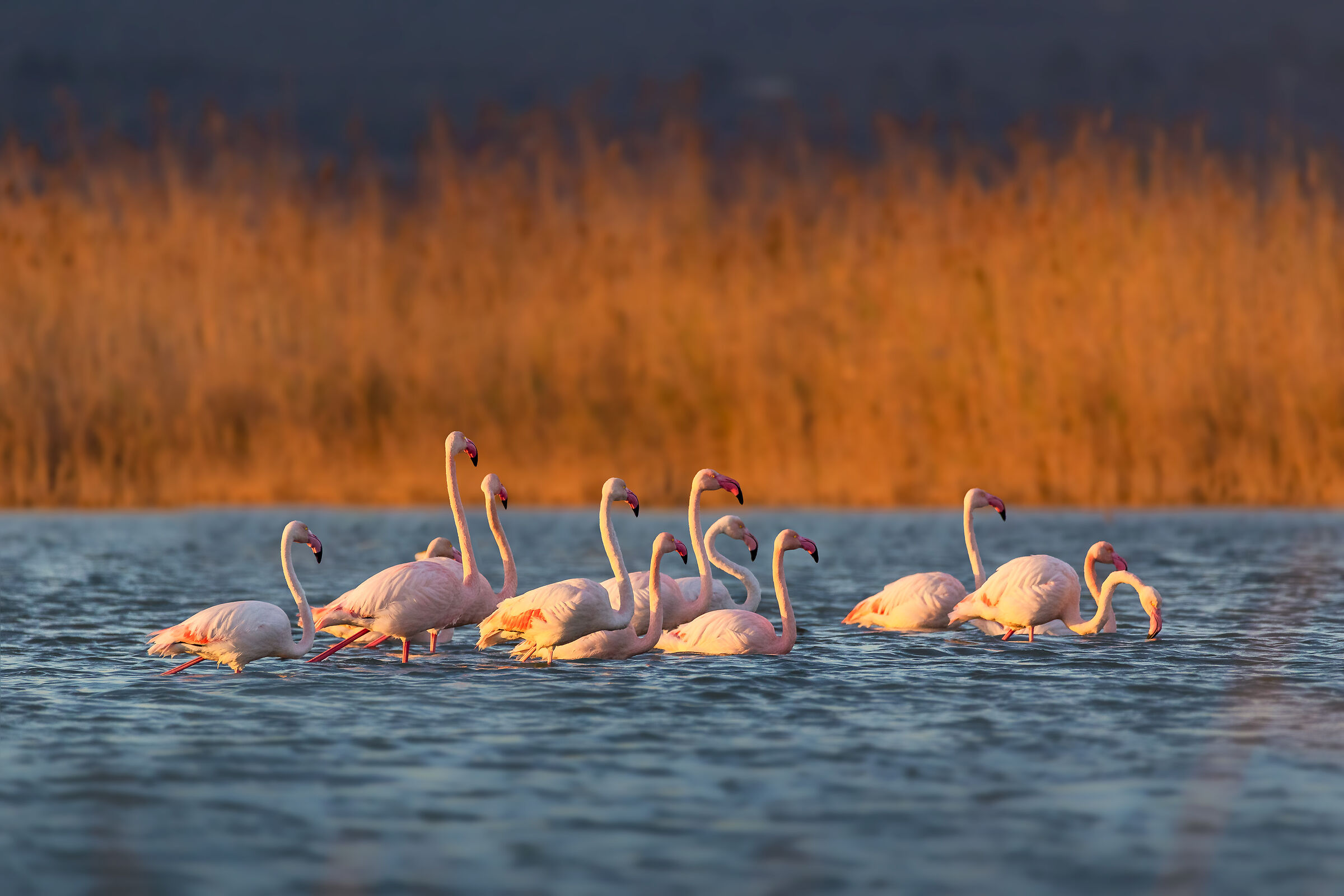 Grazing Gargano flamingos...