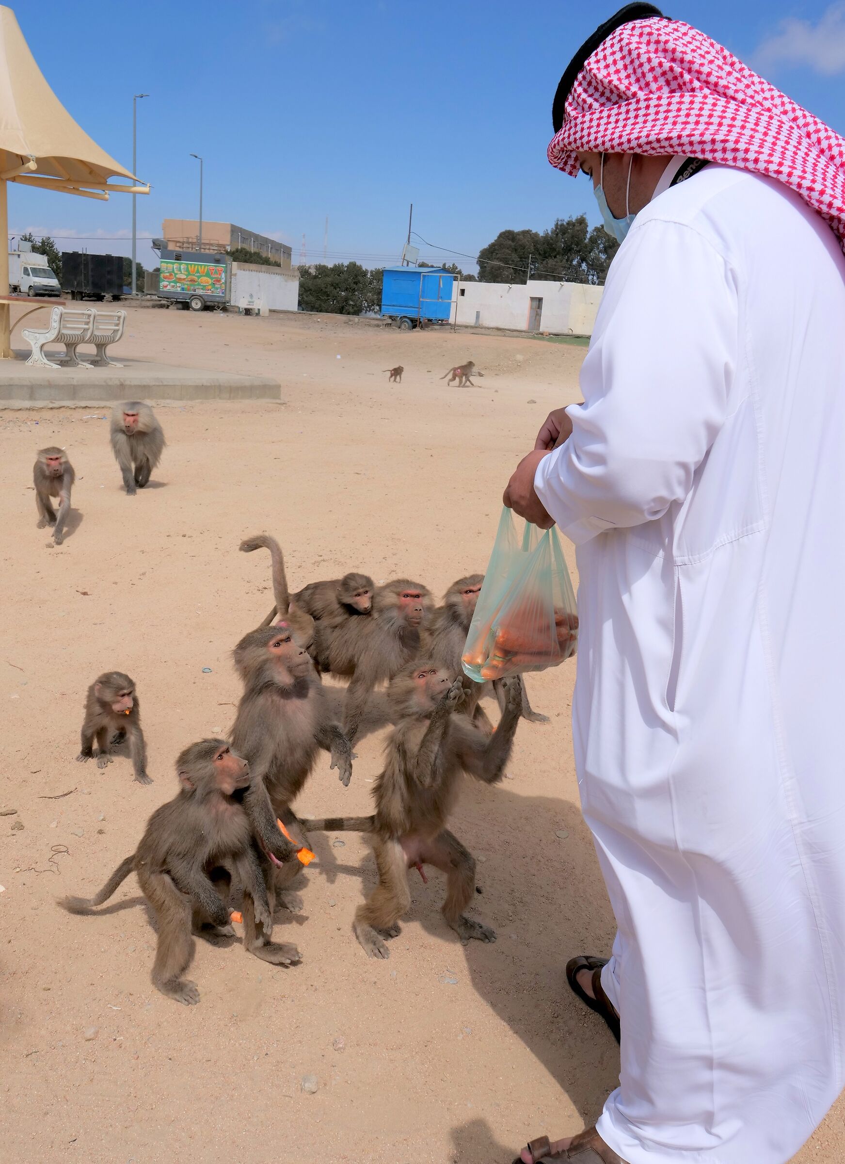 feeding monkey in Saudi Arabia...