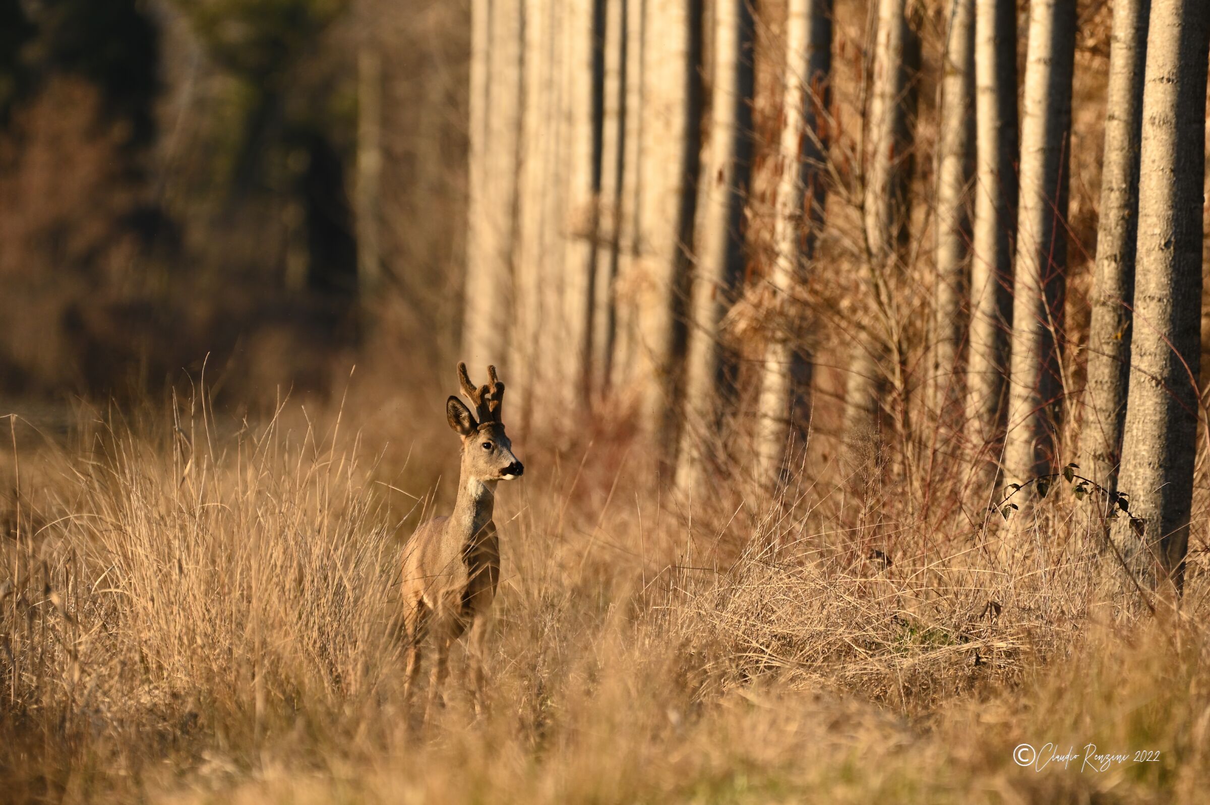 male roe deer at sunset...