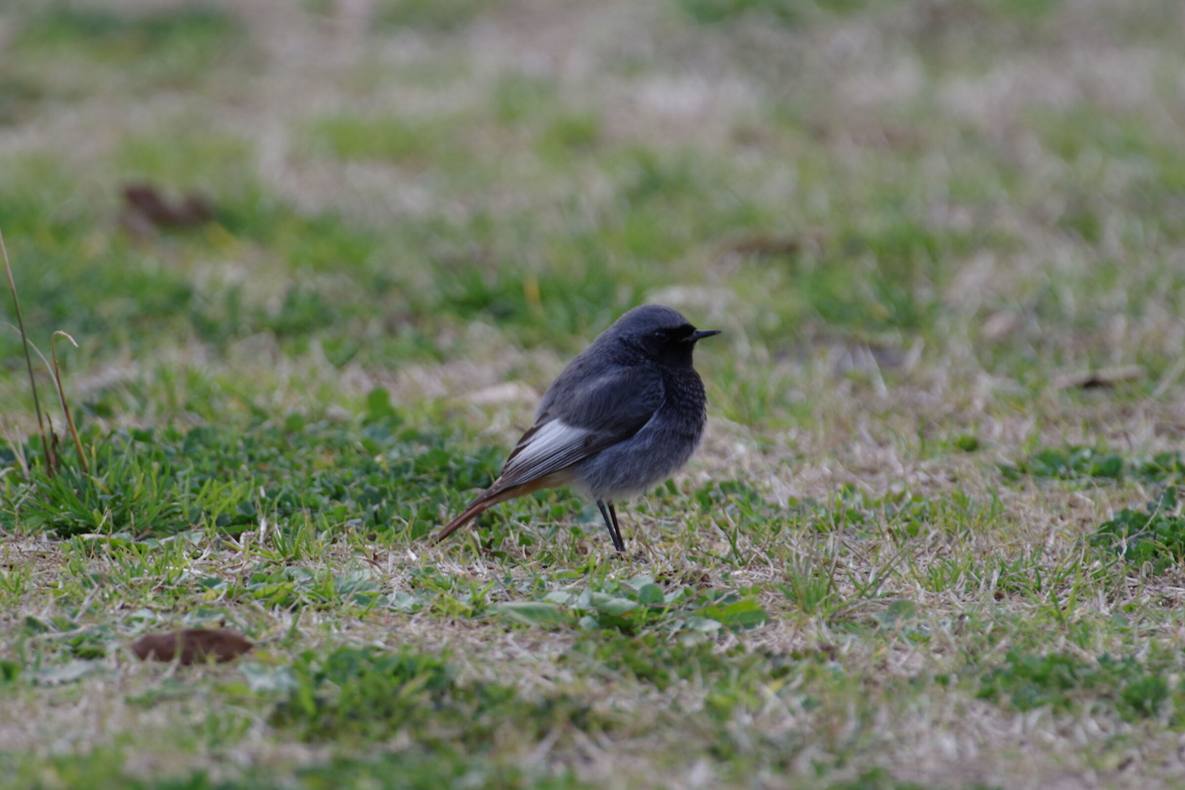 Sparrow (Circeo Park)...