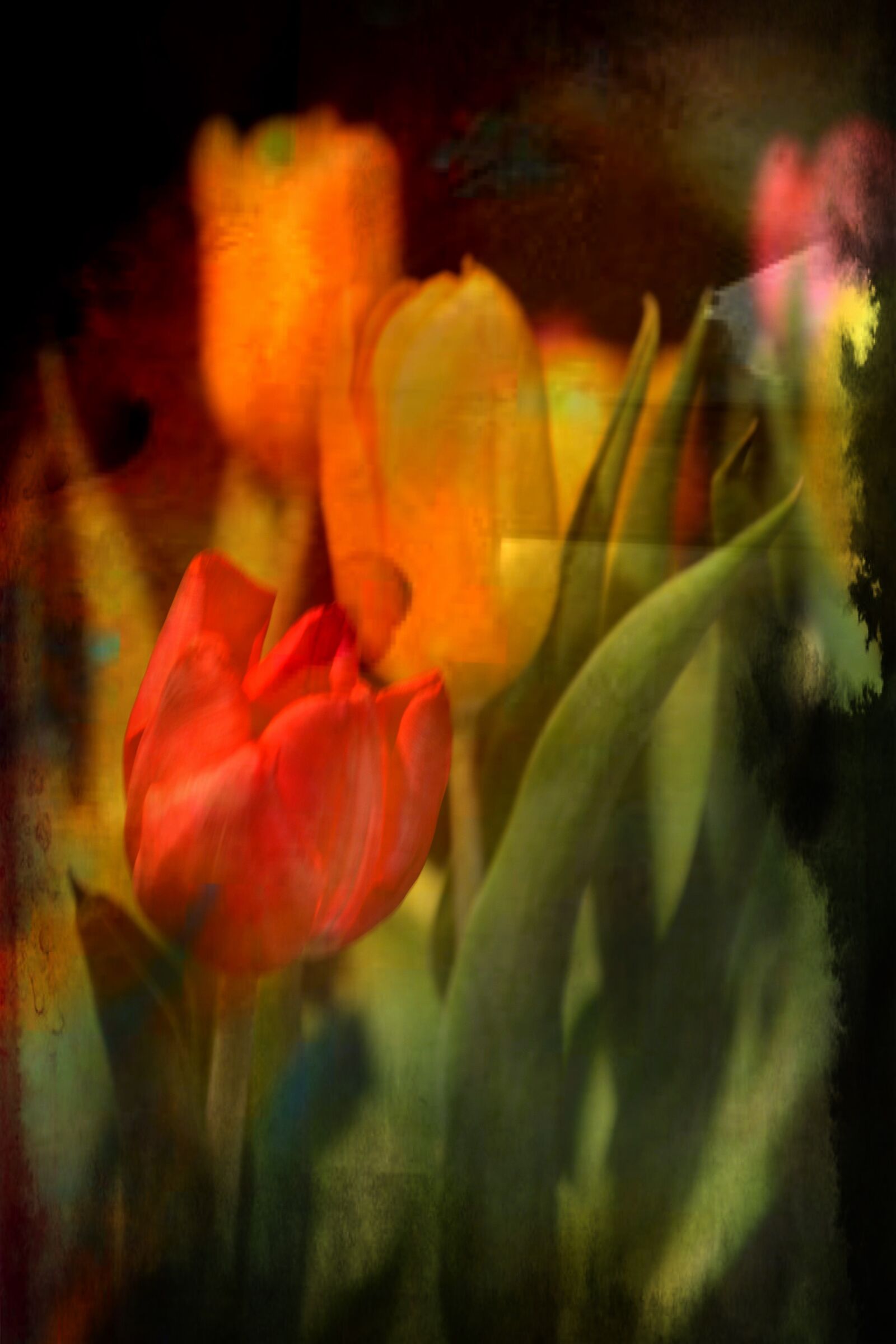 Tulips 2...