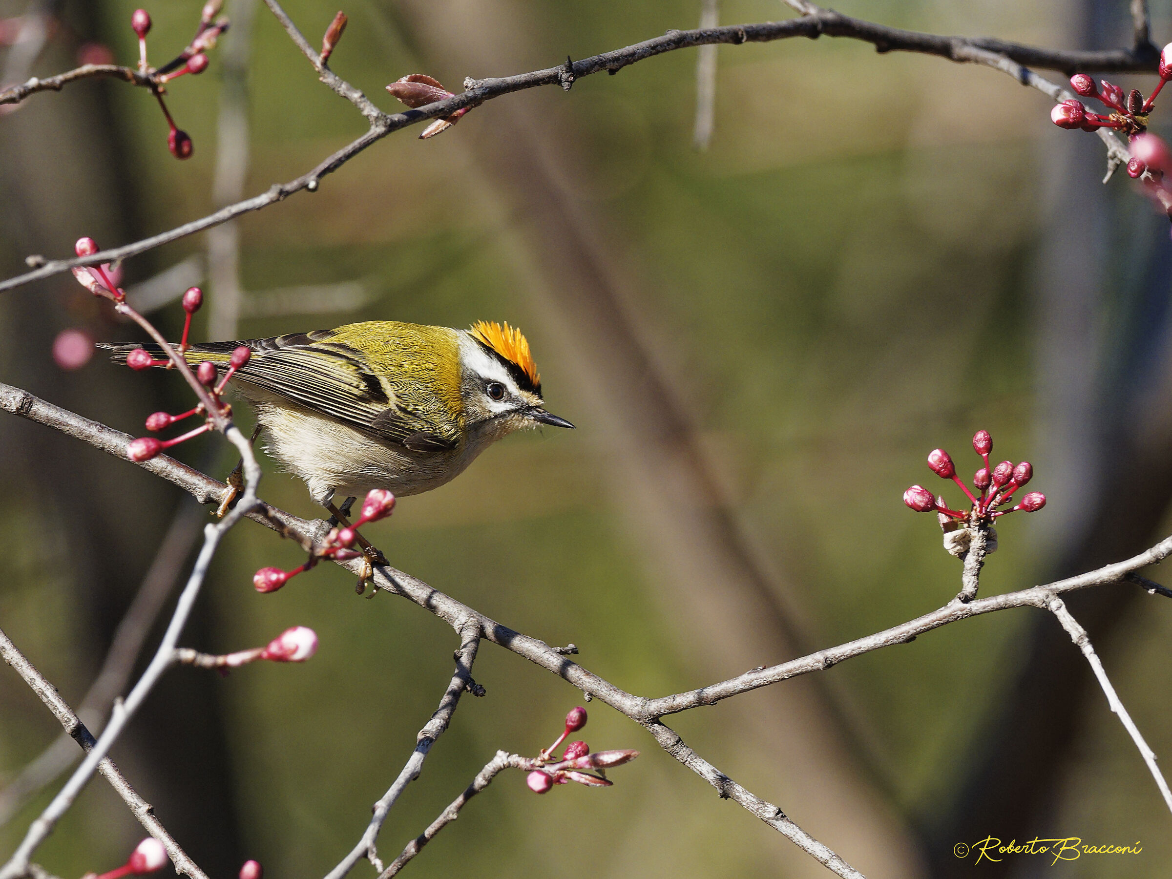 Firecrest...