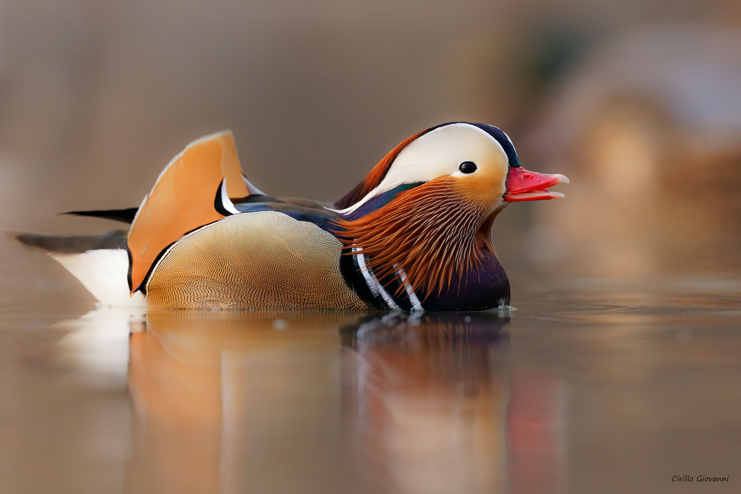 Mandarin duck ...