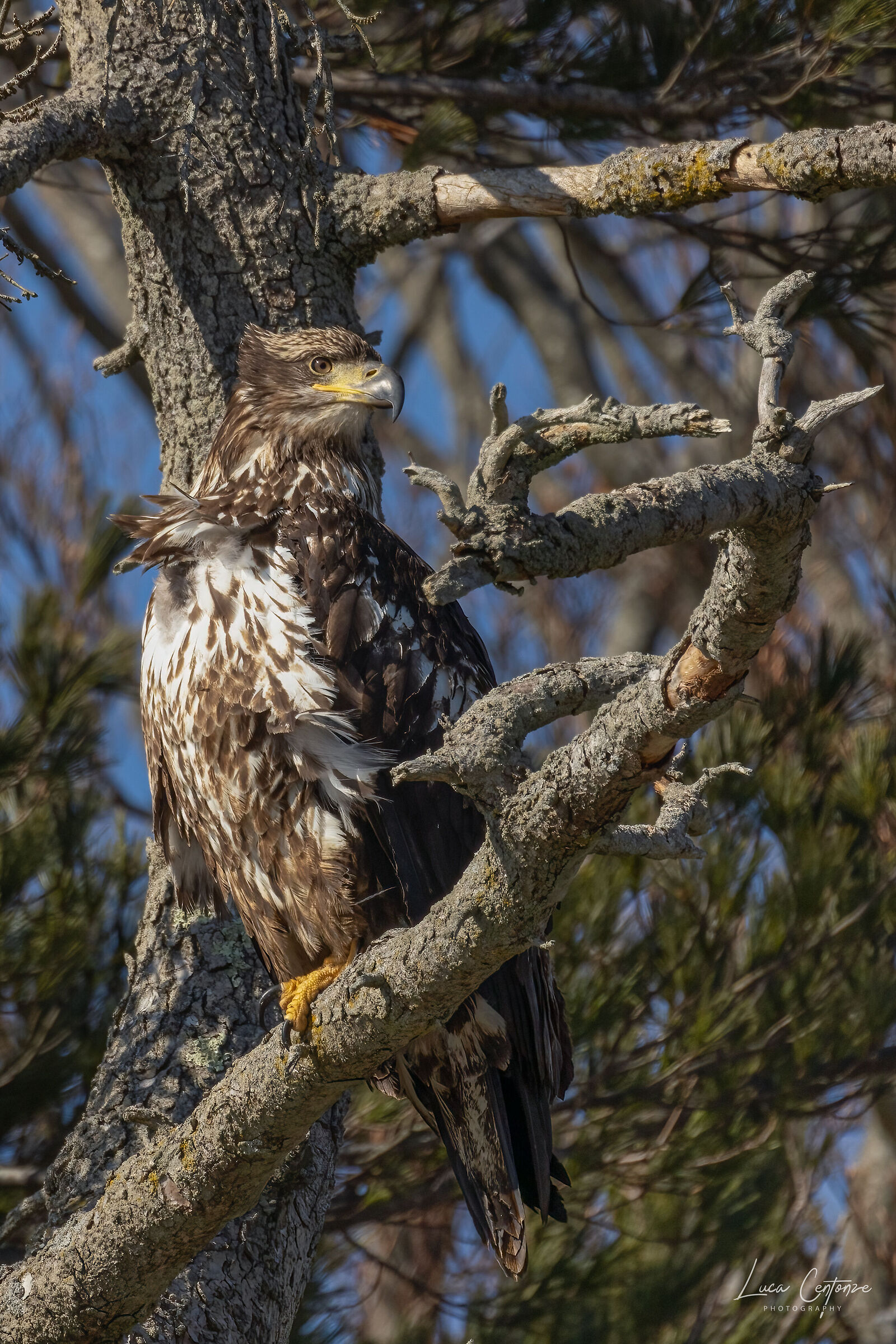 Giovane Bald Eagle (Haliaeetus leucocephalus)...