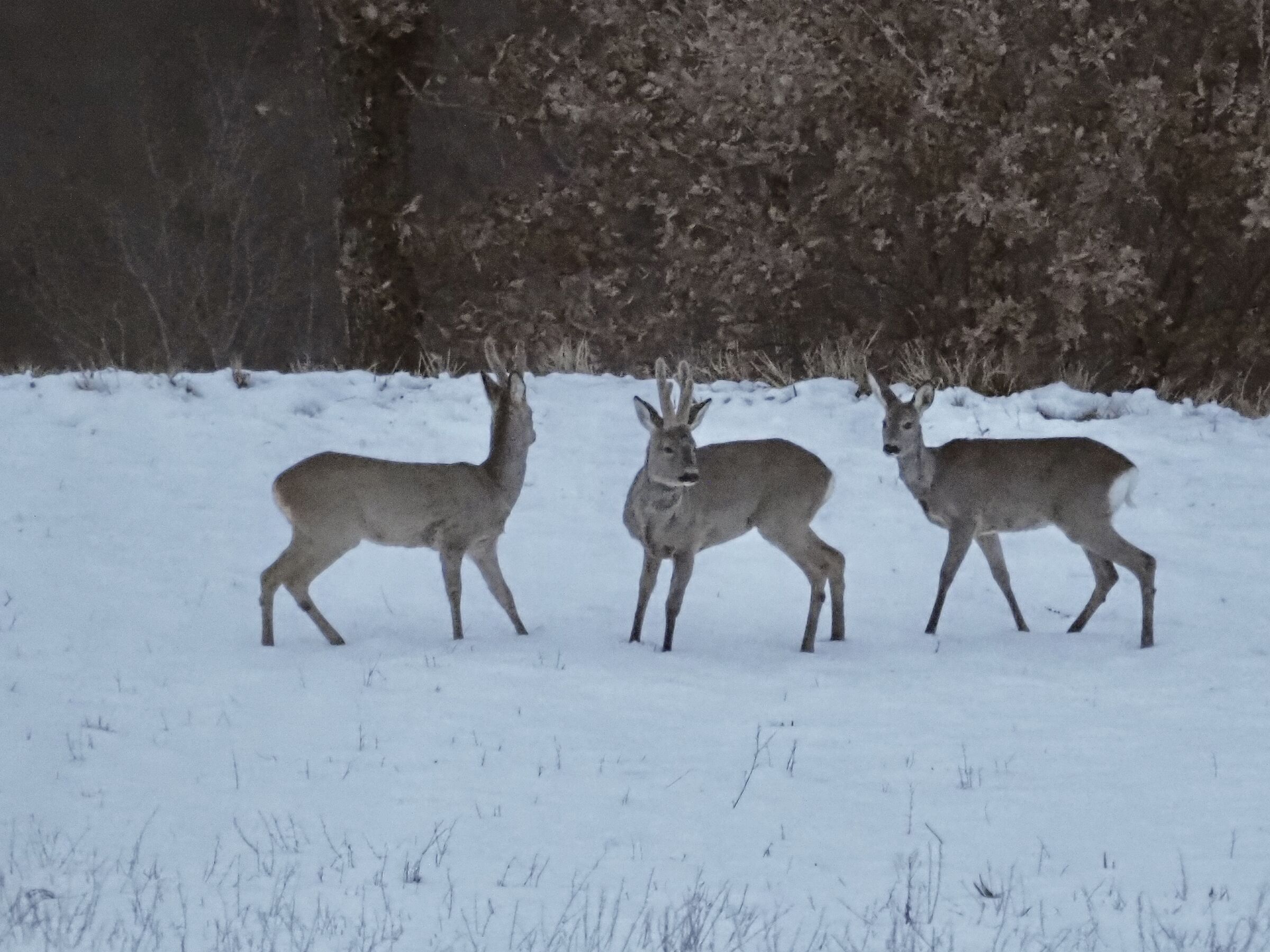 First snow in their lives...