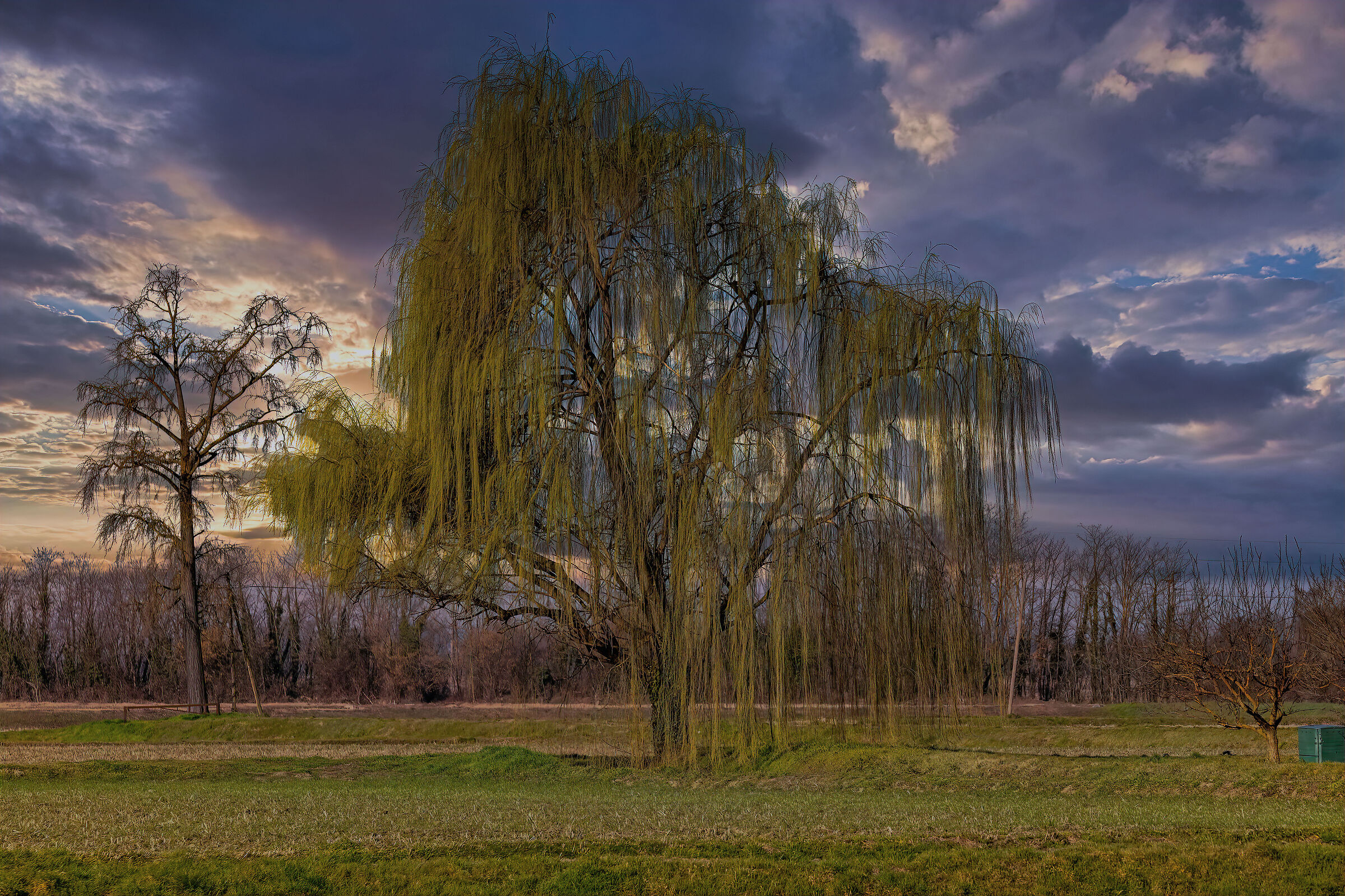 A large willow...
