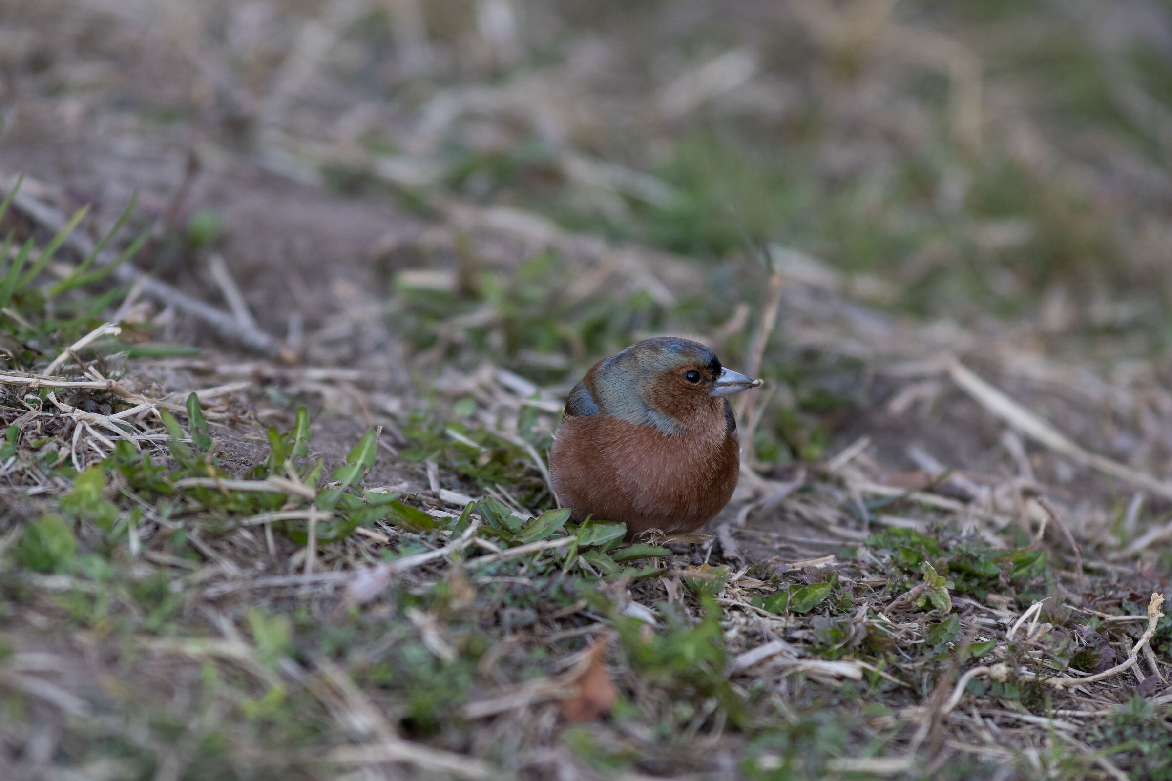 Male chaffinch at the Talvera meadows...