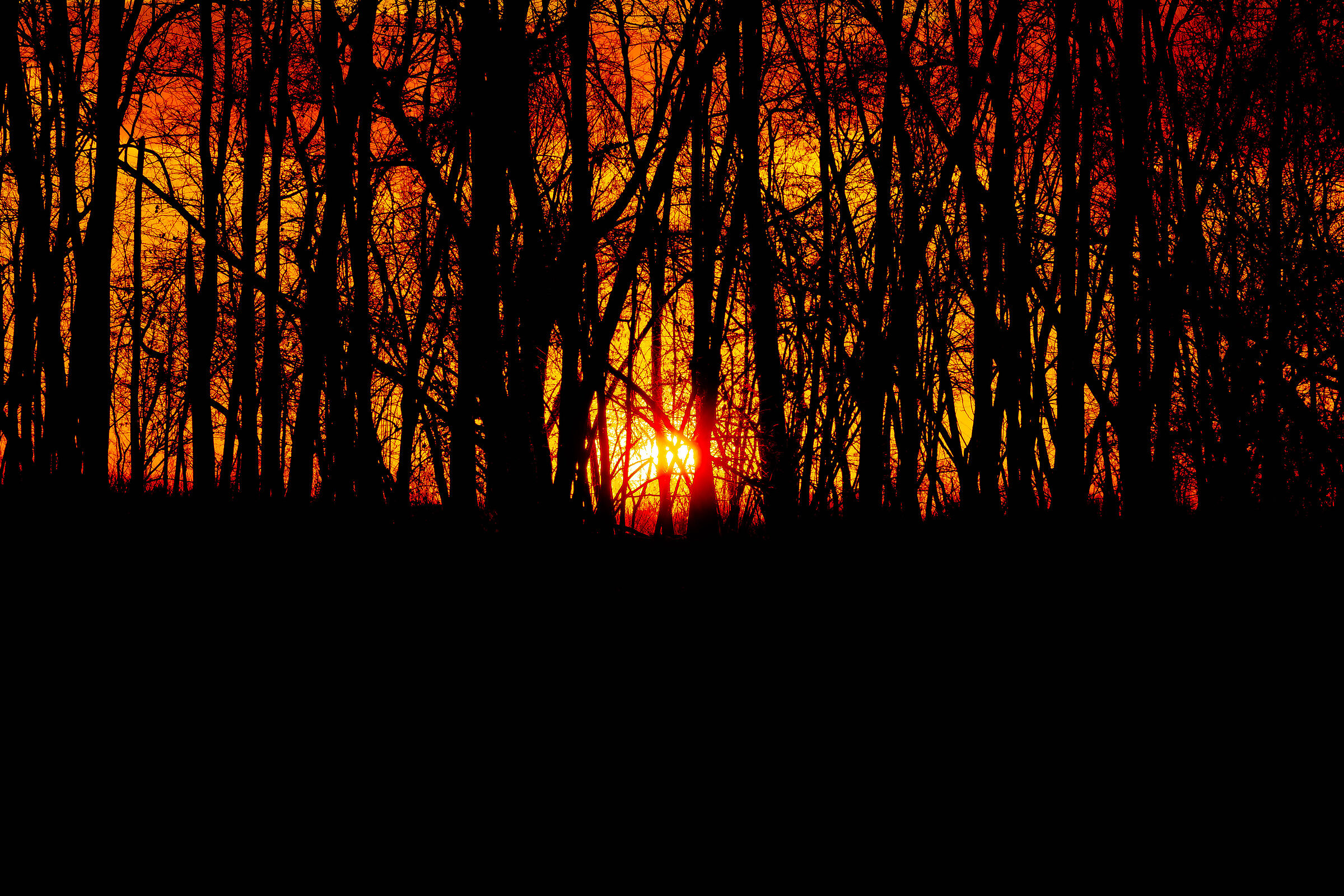 The sunset in the trees...