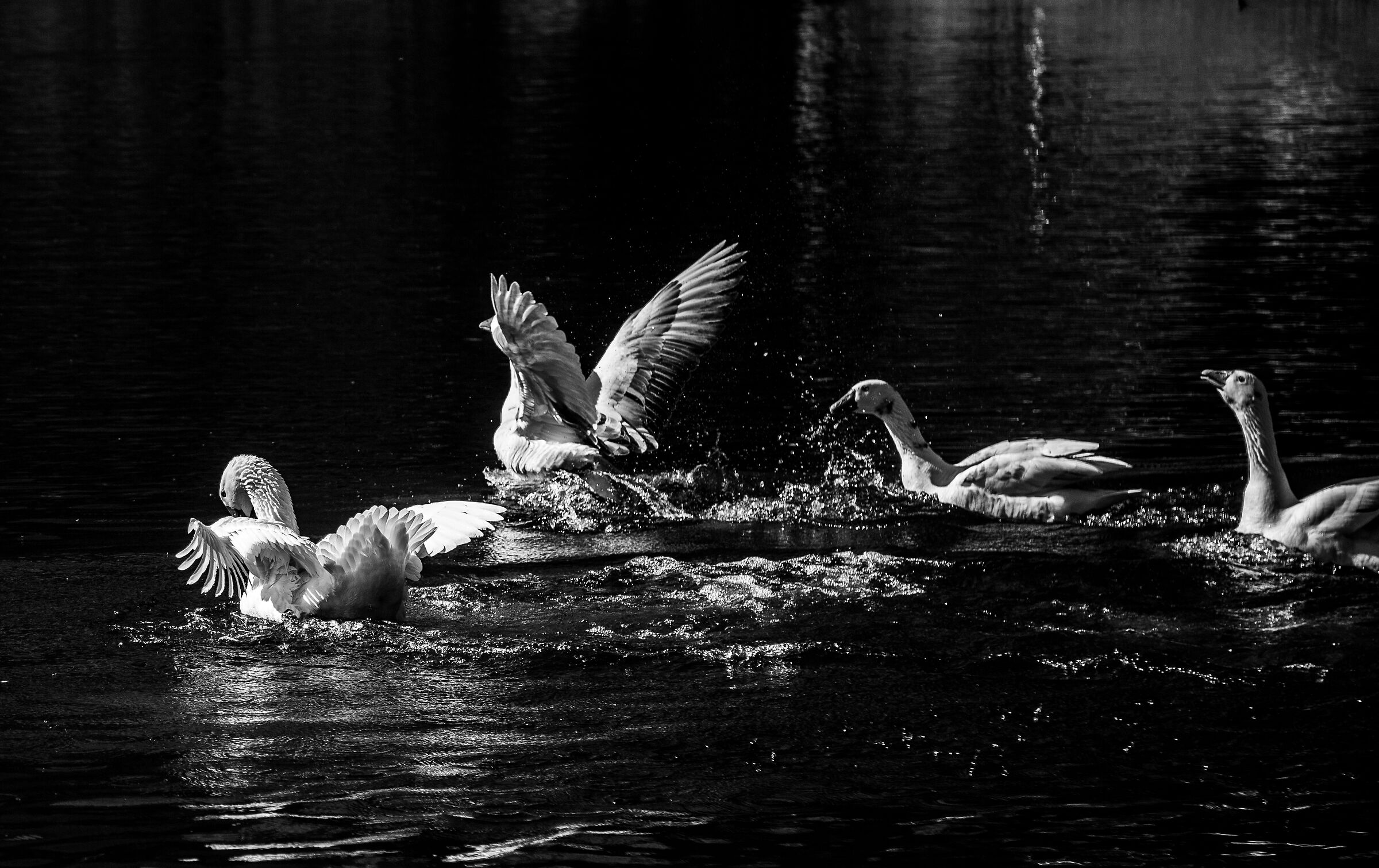 Raids, geese at Lake Toblino....