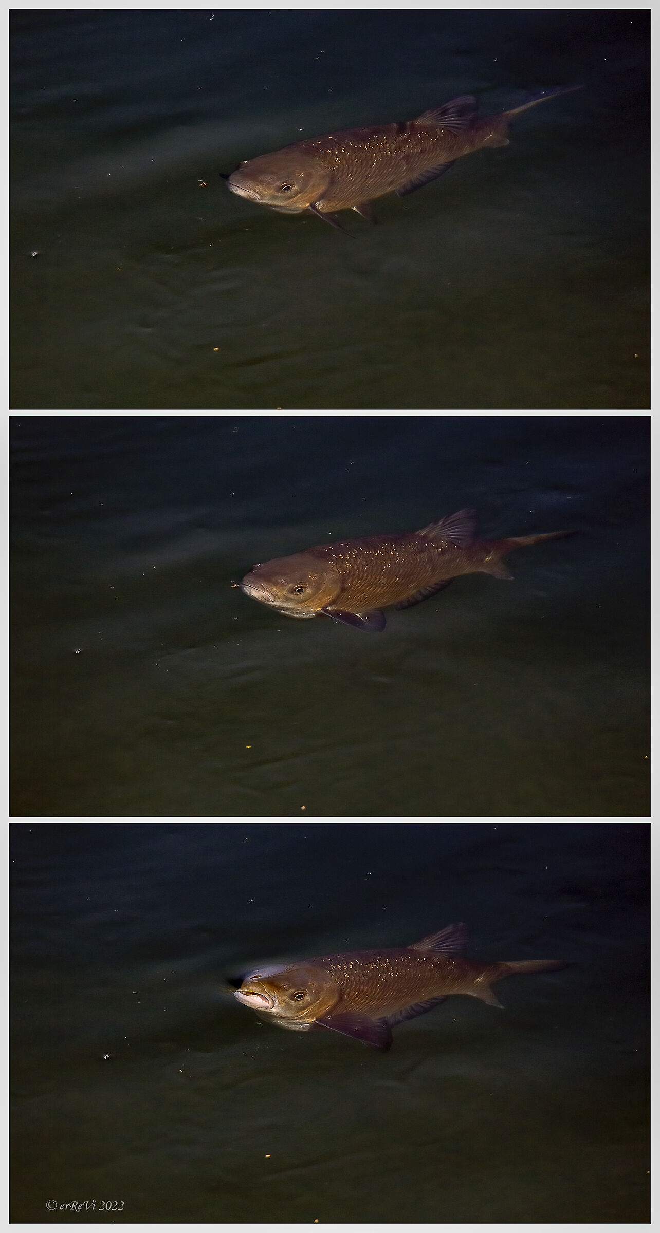 Fish watching (Bubble chub sequence)...