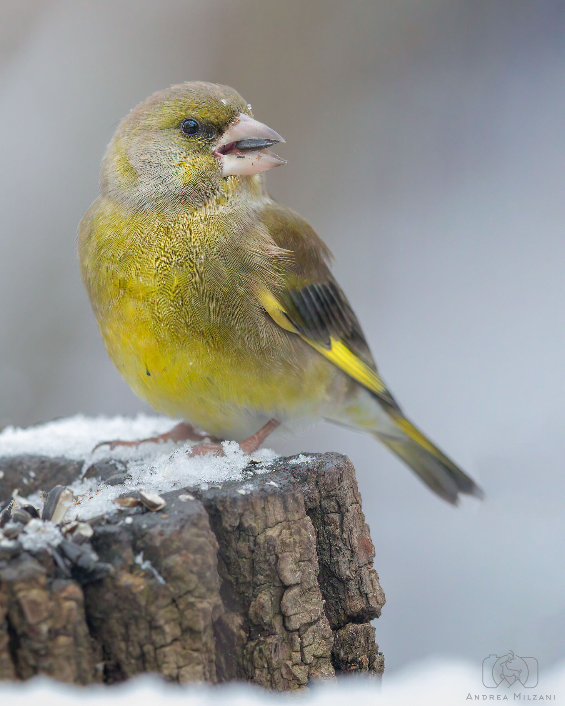 Greenfinch on the snow...