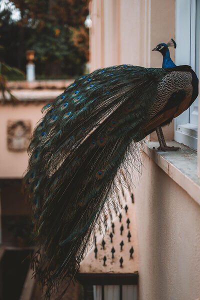 Foto
