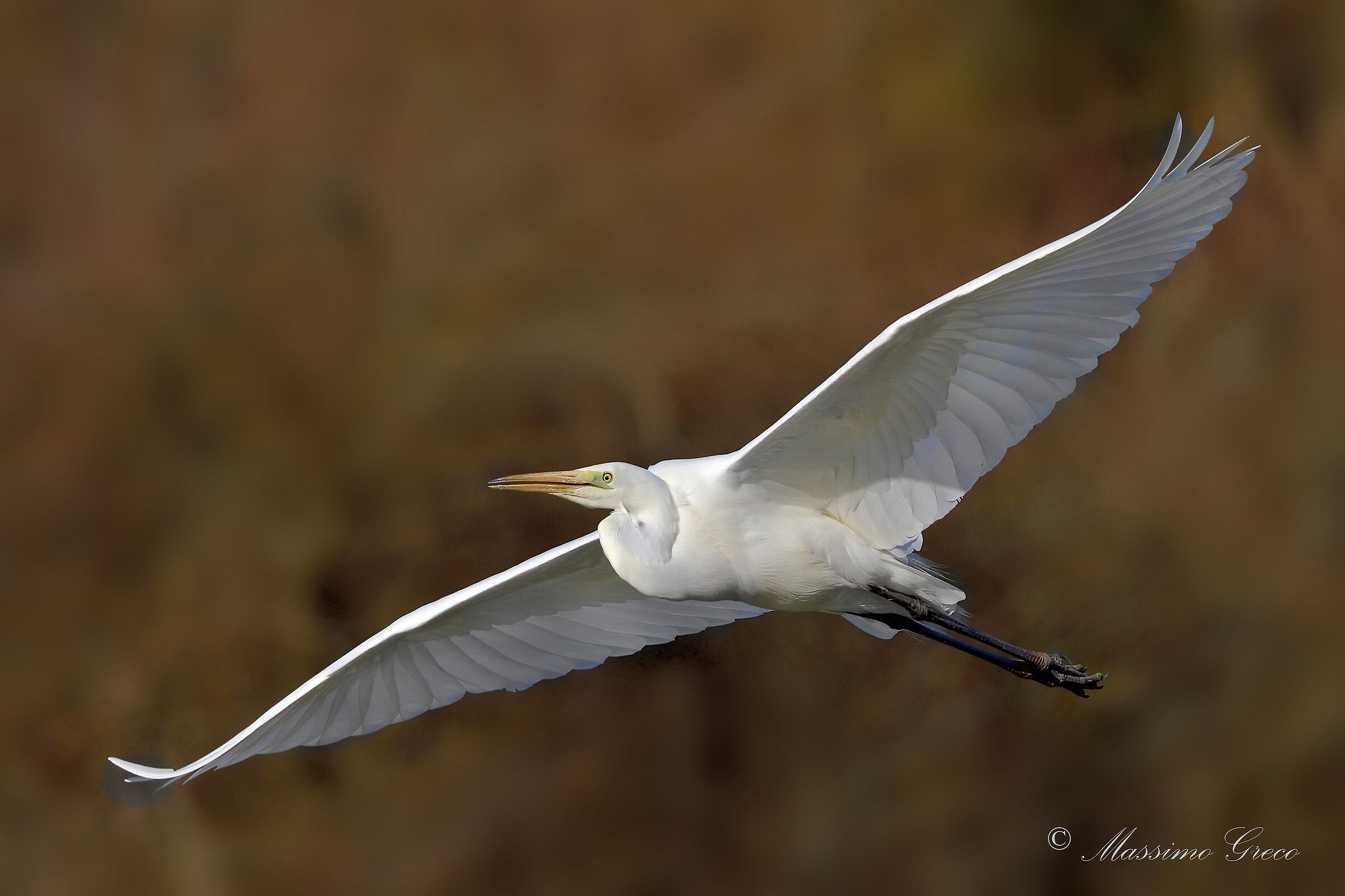 Great White Heron (Casmerodius albus)...