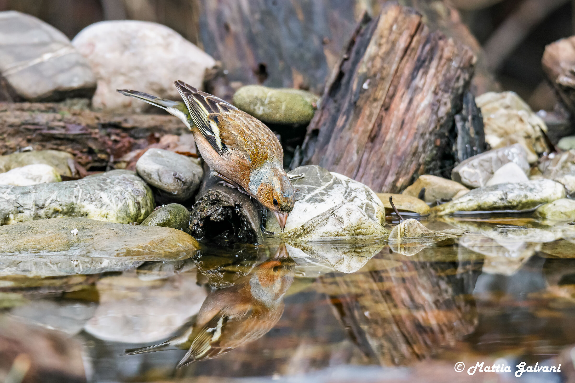 Male chaffinch with a lot of thirst...
