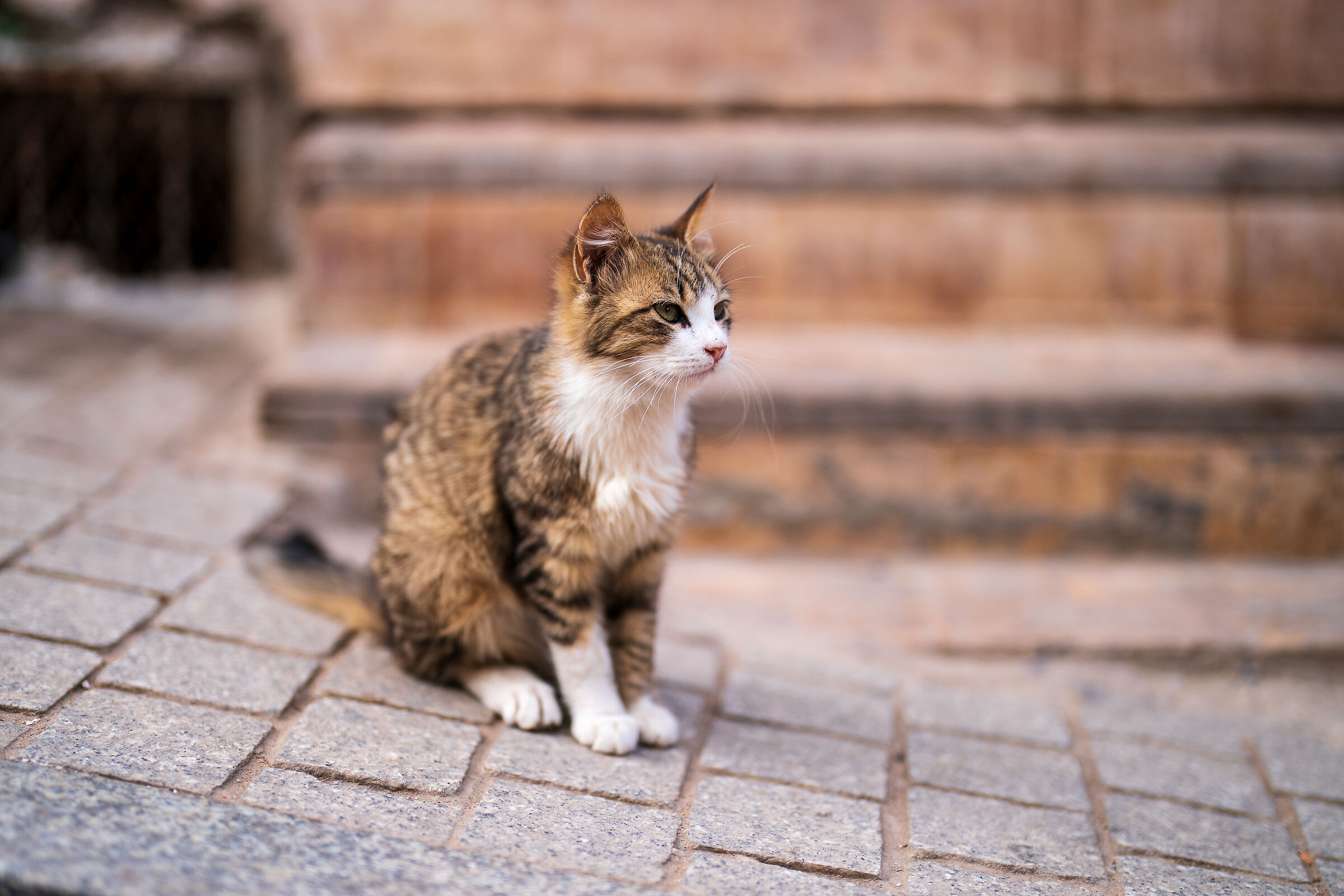 Gatti della Medina di Rabat (Marocco)...