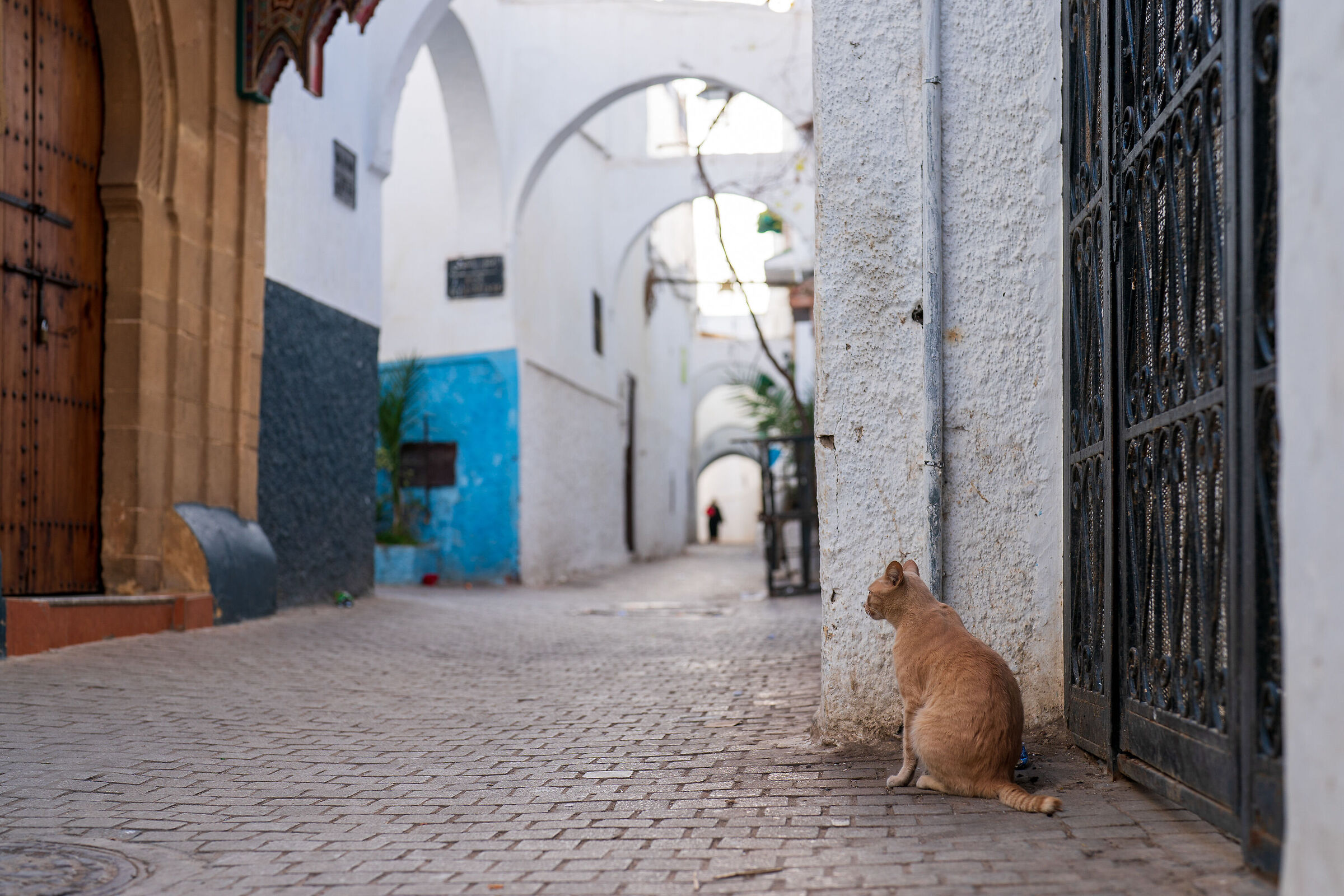 Cats of the Medina of Rabat (Morocco)...