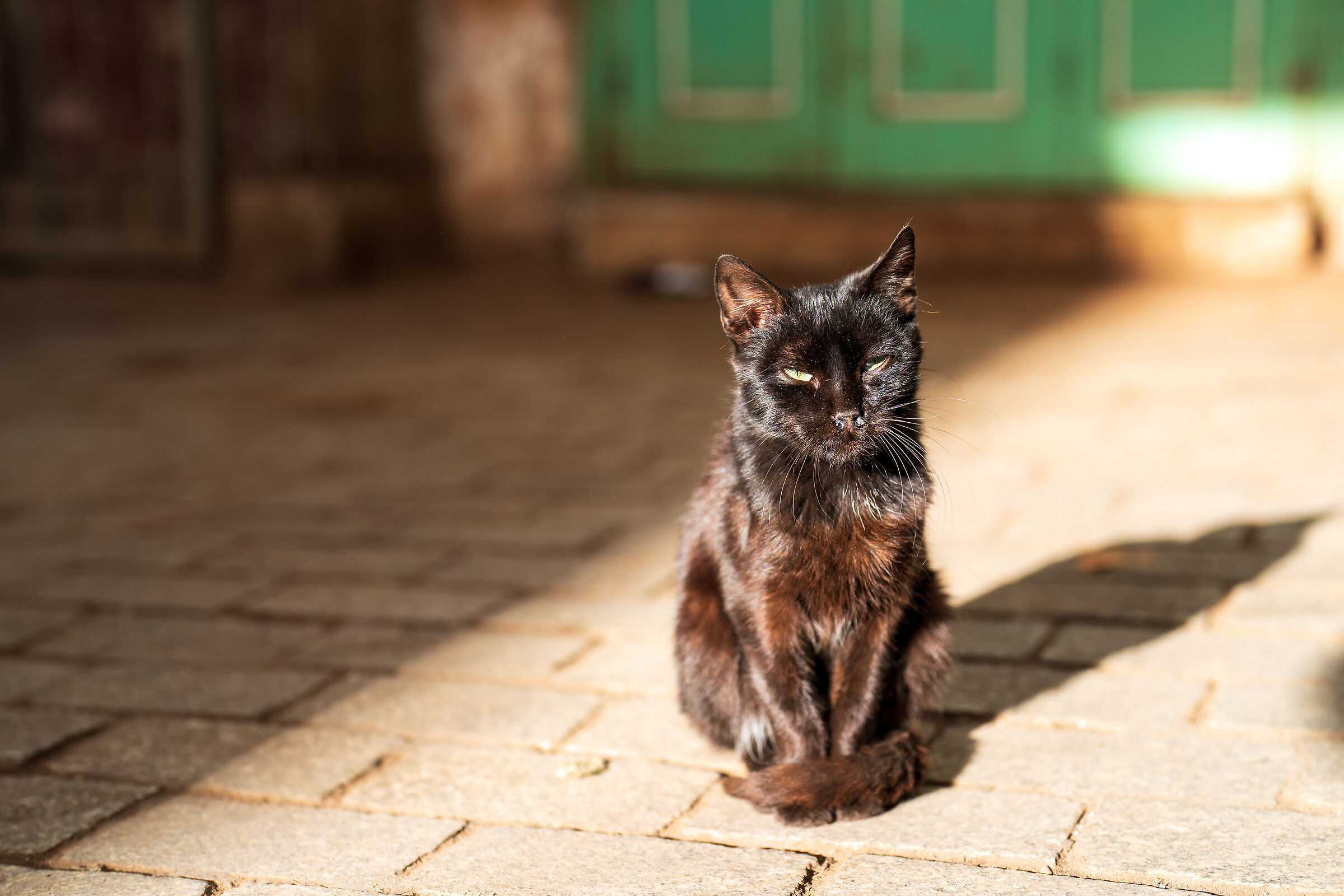 Gatti della Medina di Rabat (Marocco)...
