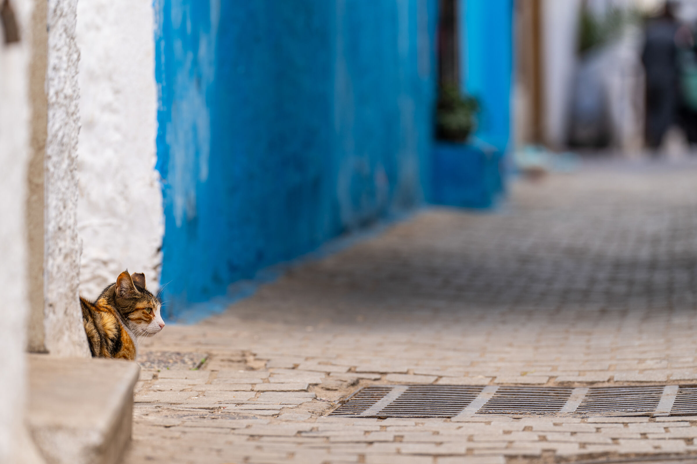 Gatti della Medina di Rabat (Marocco)...